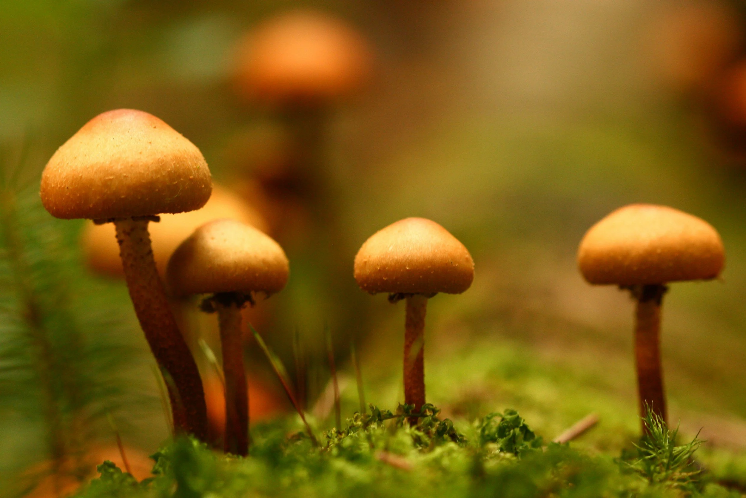 Fungi foray on Gaanha Bula Mt Canobolas