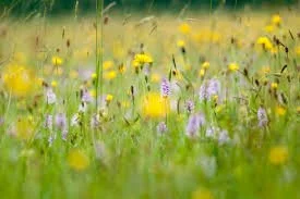 Wildflower meadow with yellow and purple flowers and butterflies