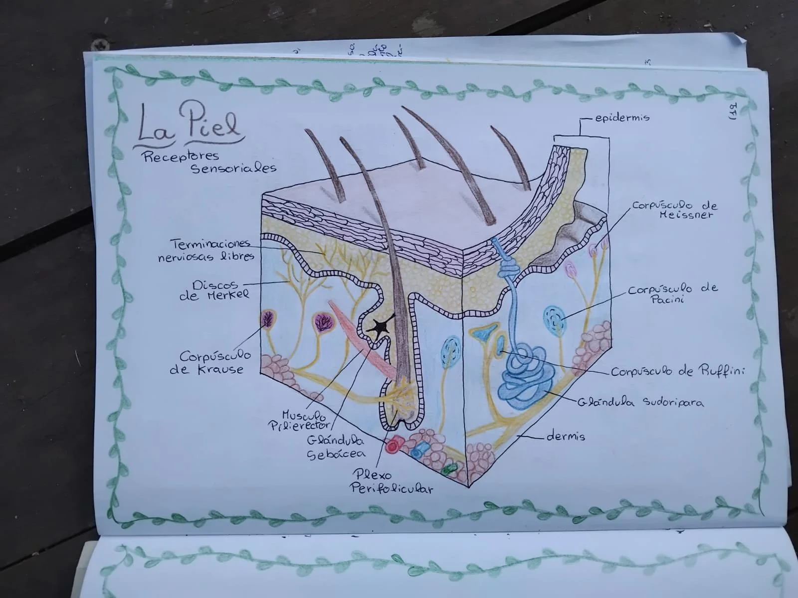 Descubriendo el cuerpo humano a través de los sentidos