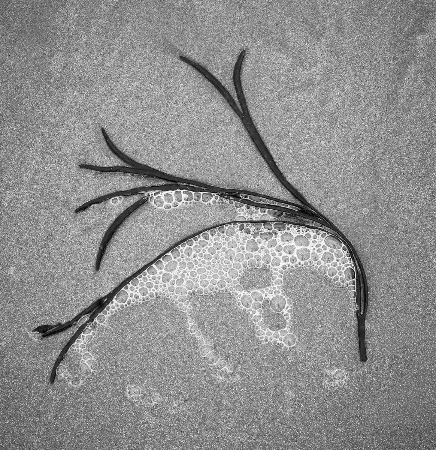 Seaweed on a Scottish beach