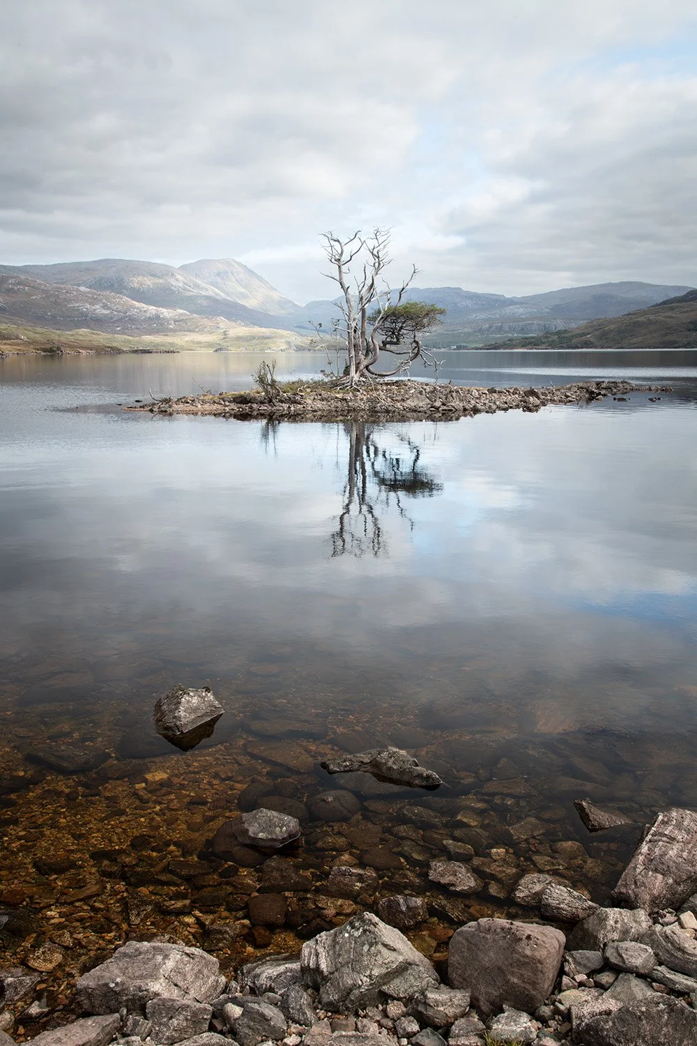 Old tree- Loch Assynt