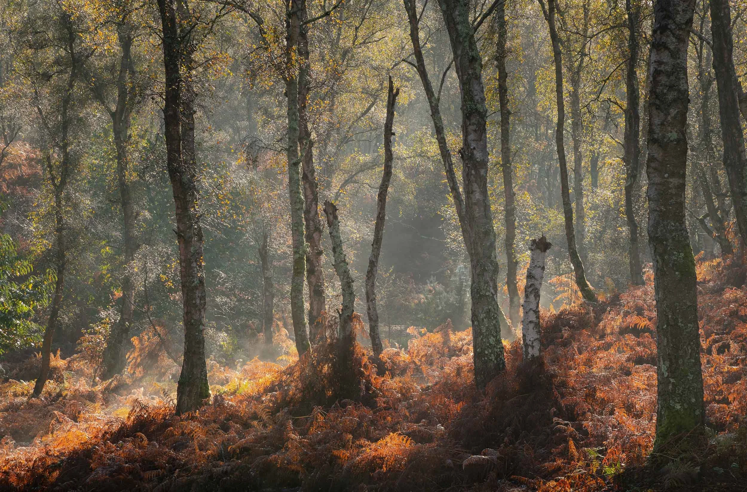 Hesworth common autumn