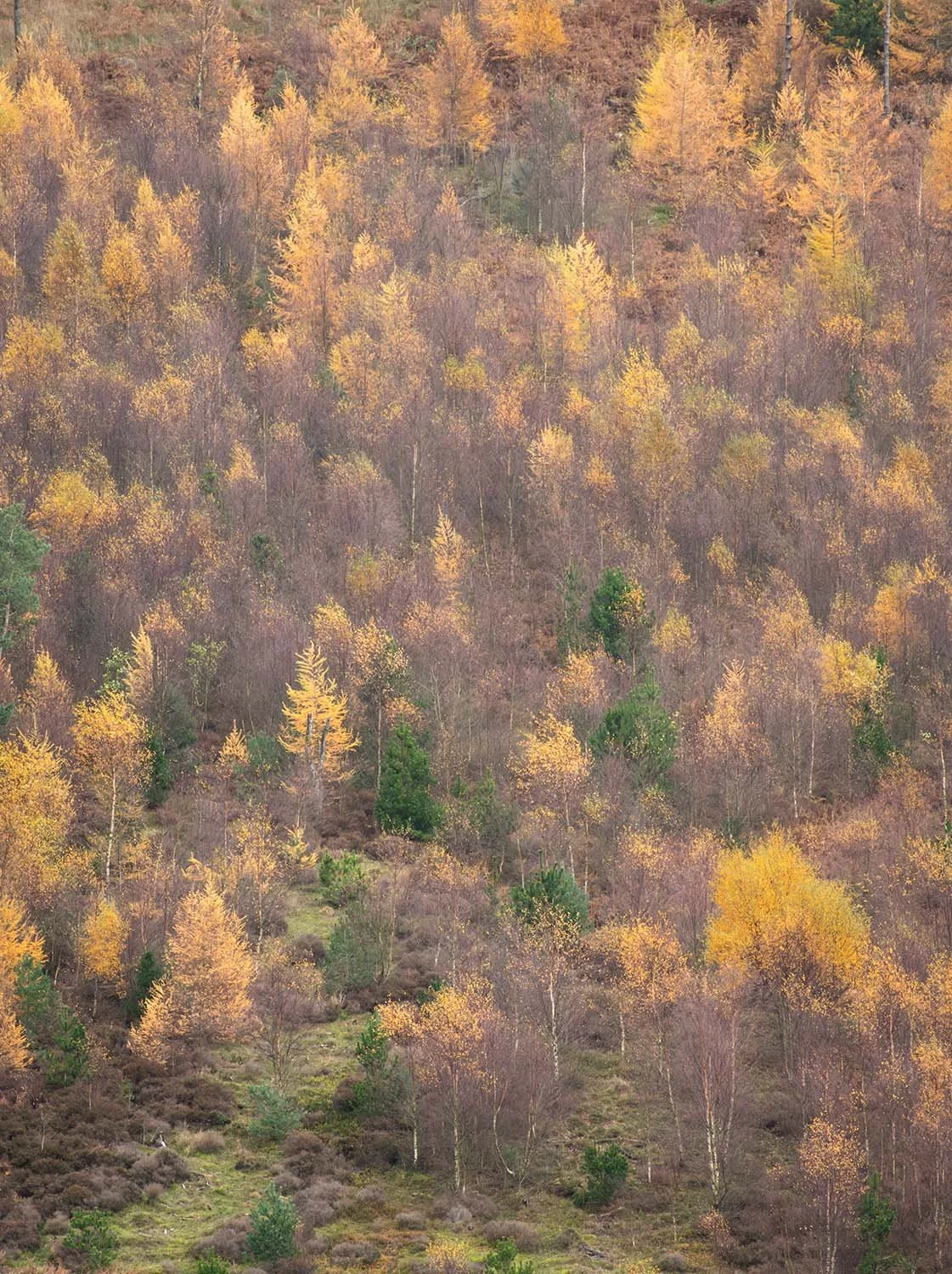 Autumn trees in the Peaks