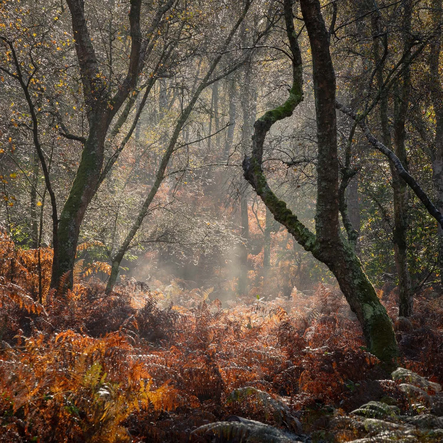 Autumn bracken Hesworth common