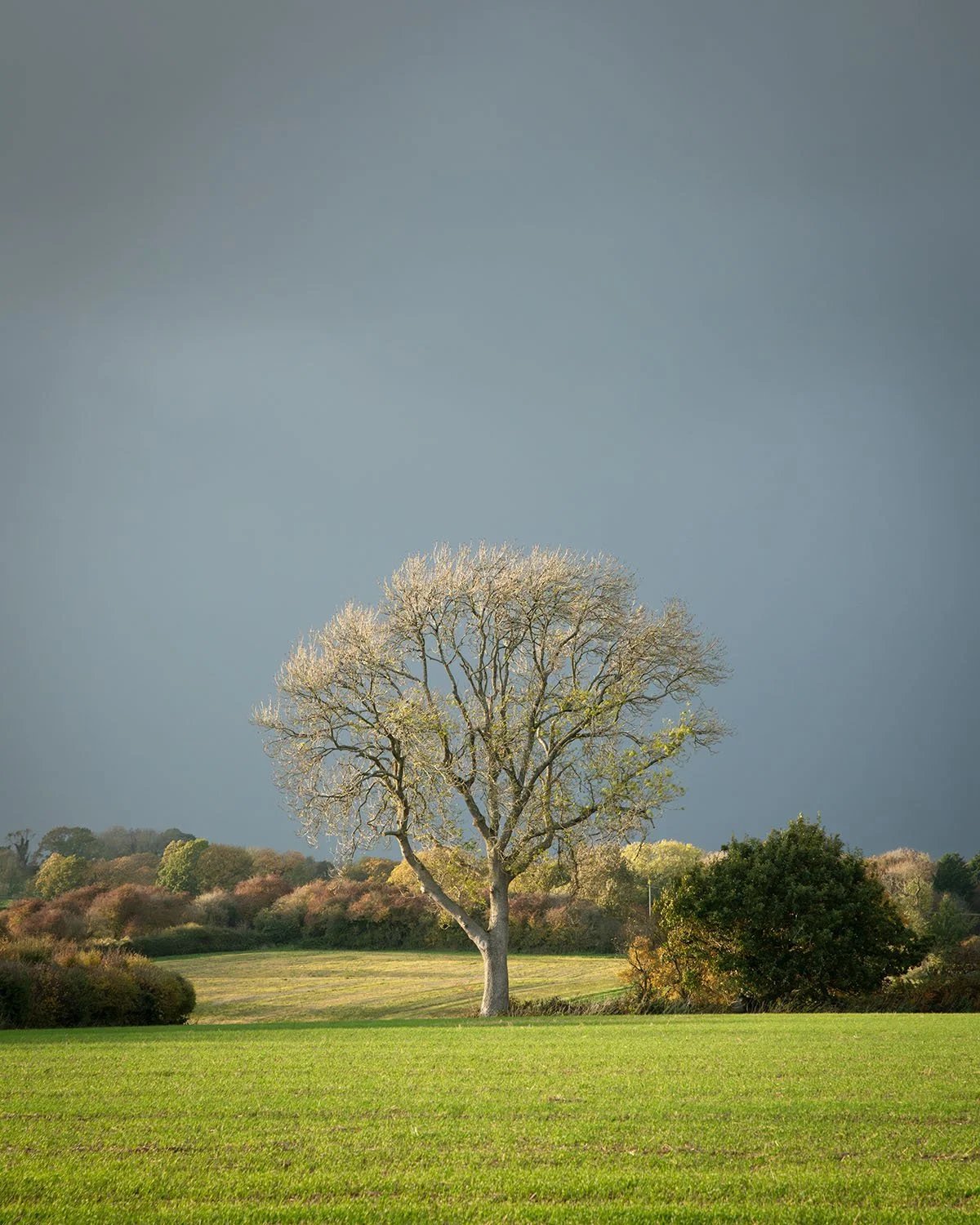 Lone tree near Savernake forest