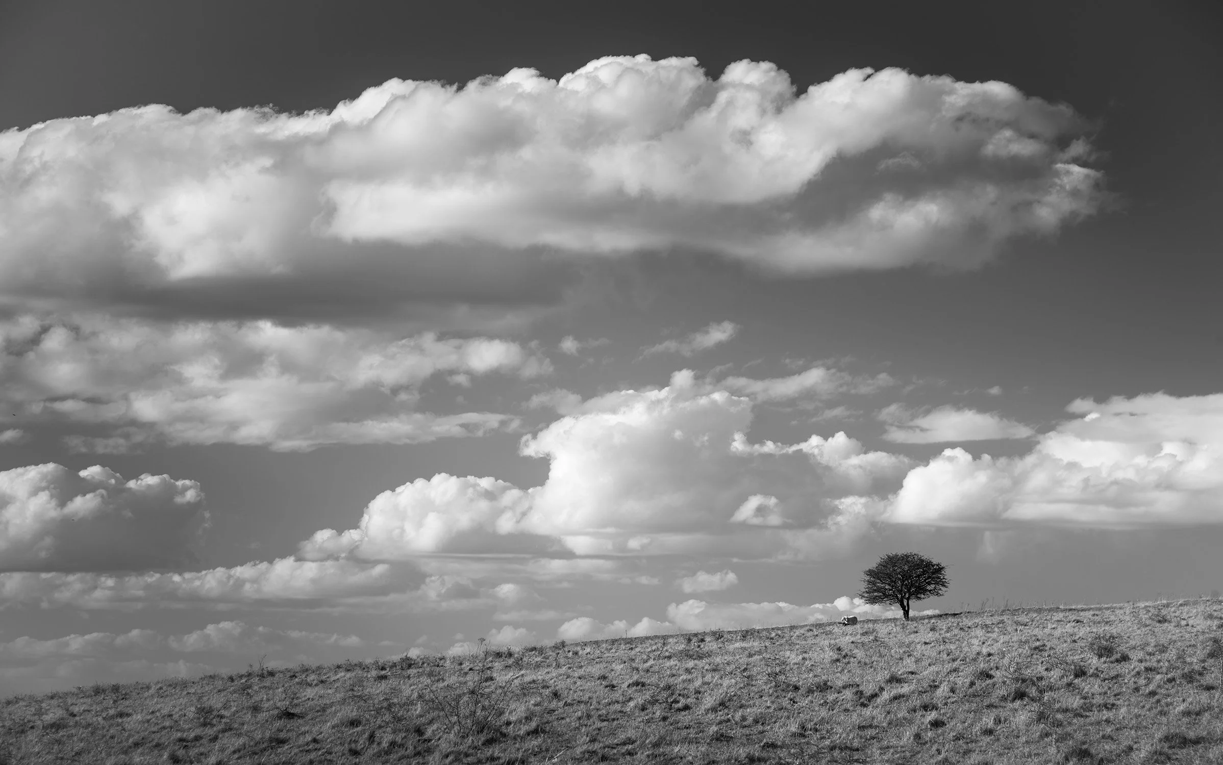 Harting Down ,West Sussex