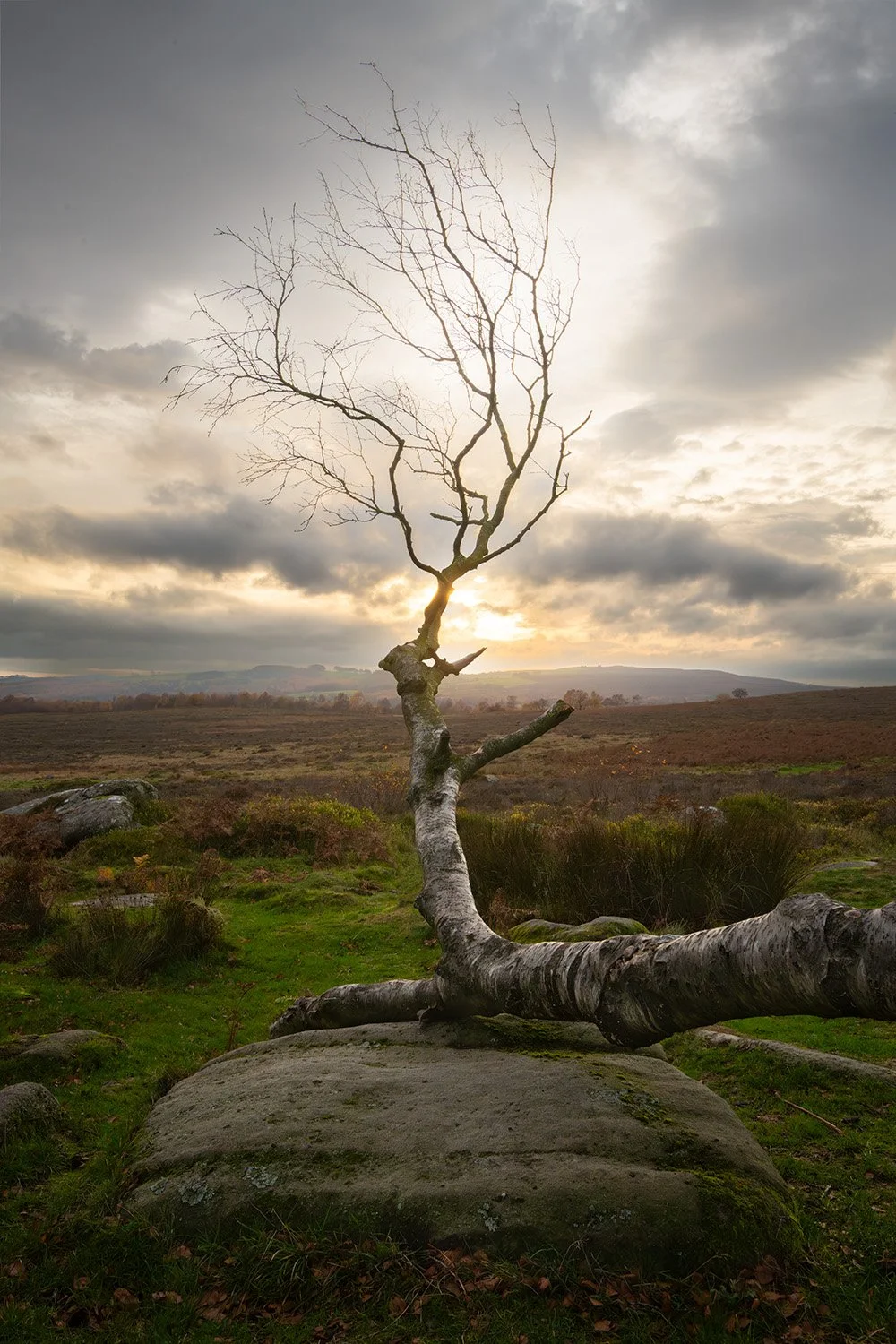 Tree sunset- Peak District