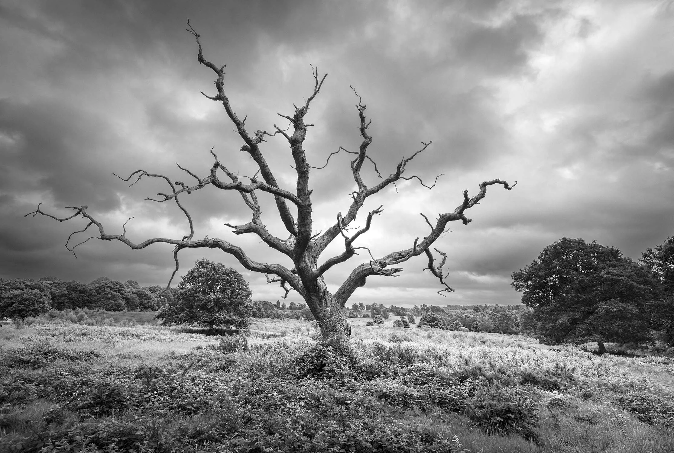 Old Tree - Lords Piece Common