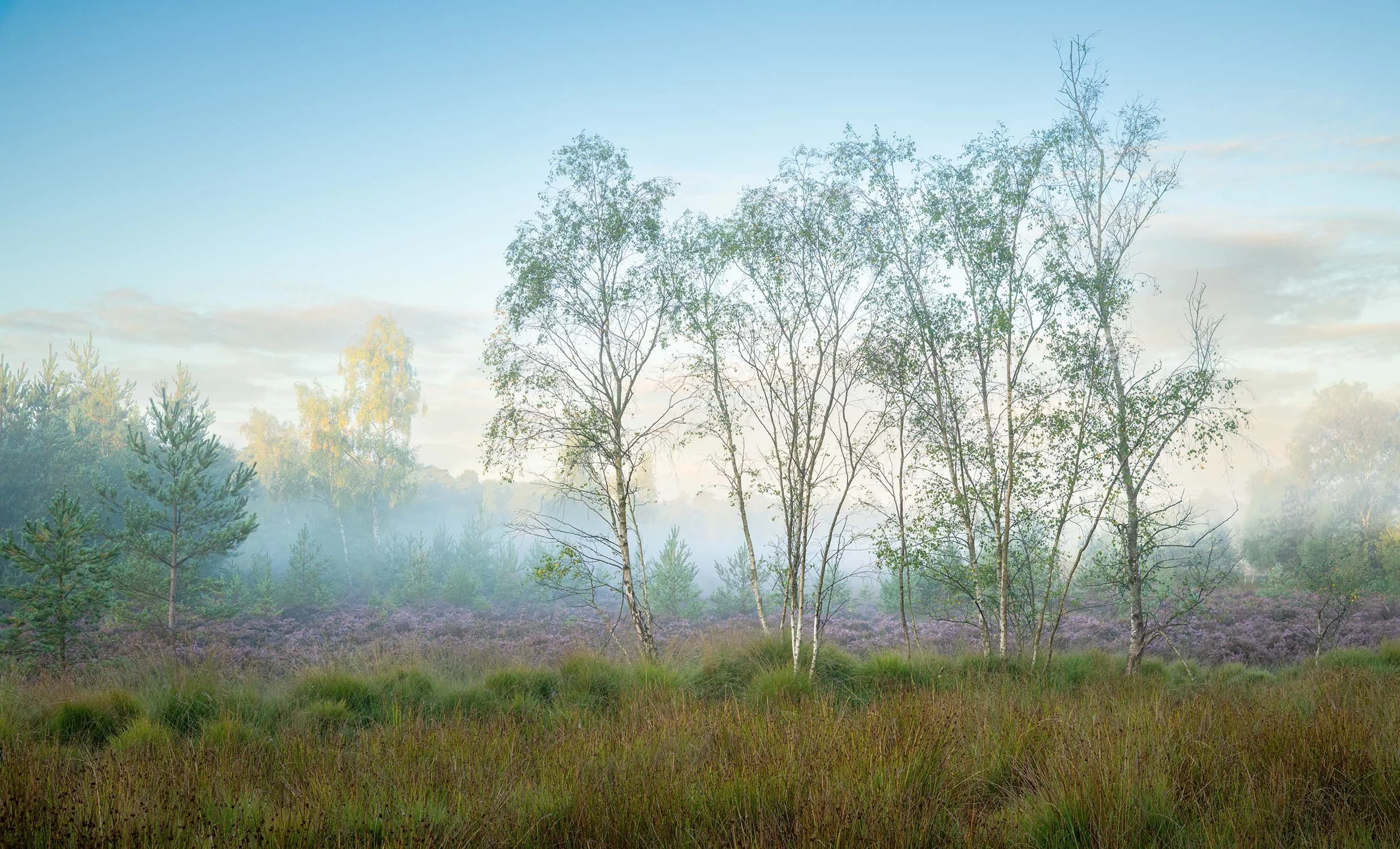 Iping Common spring mist