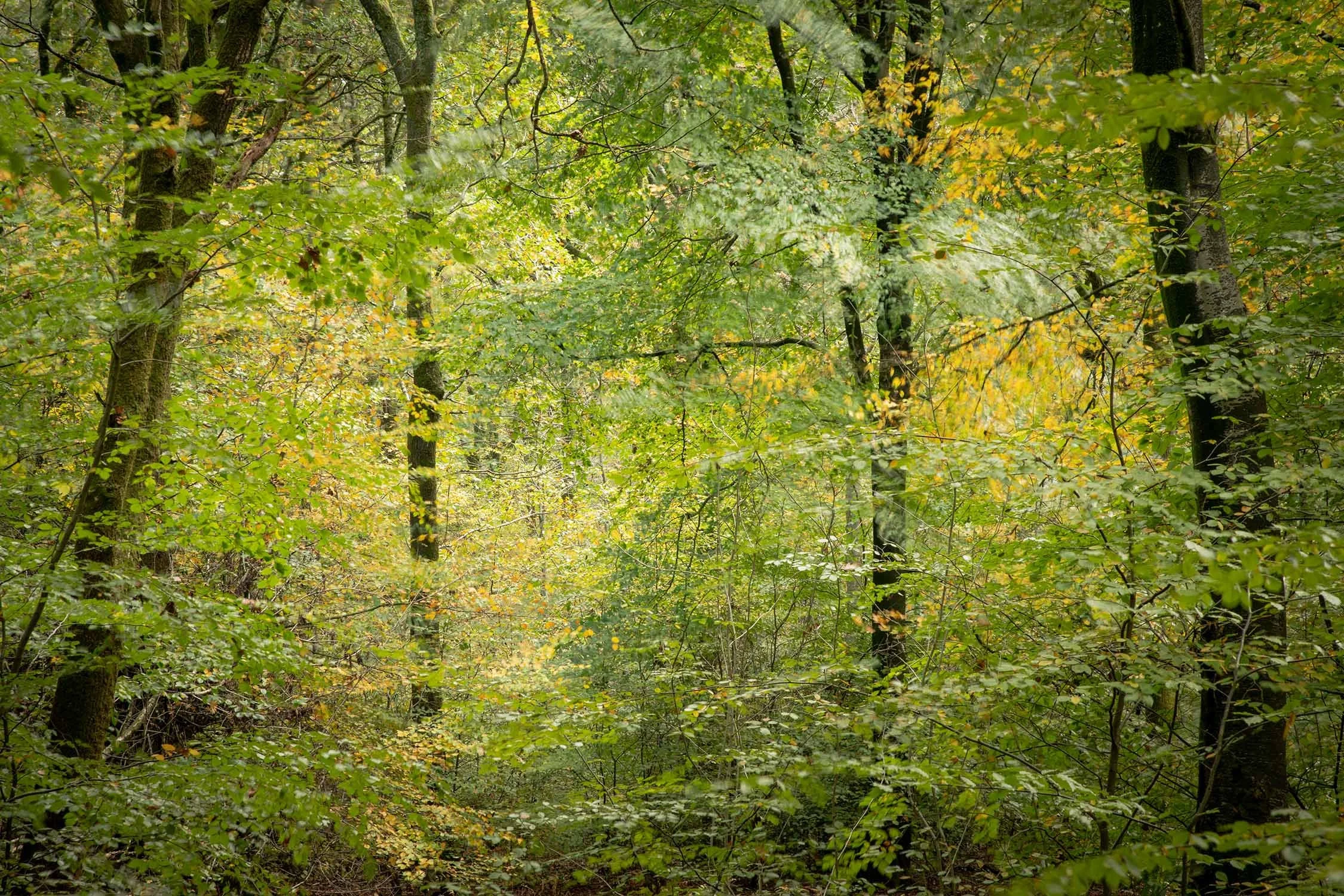 Moving tree branches in Savernake forest, autumn