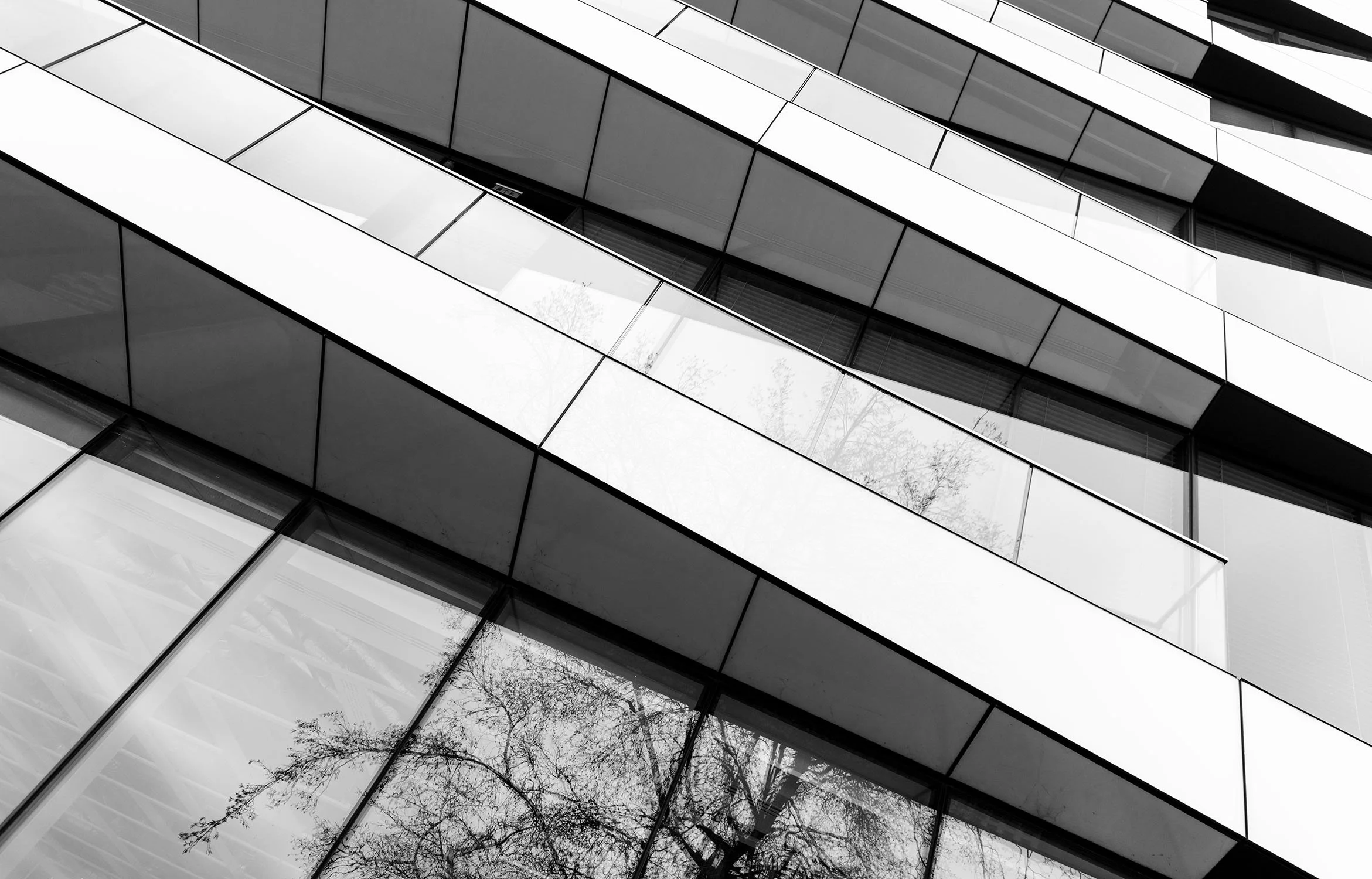North Bank tree reflections