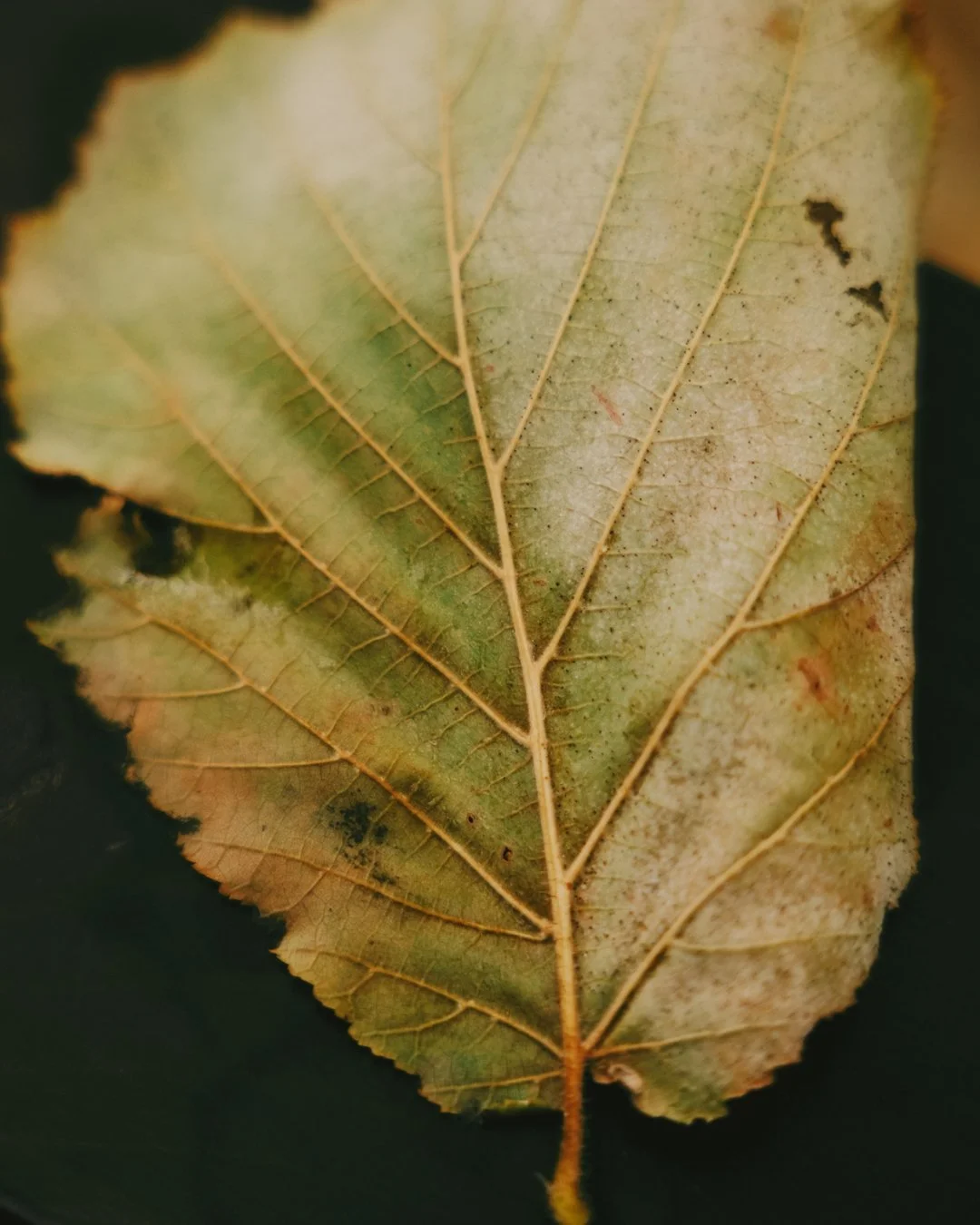Ez m&eacute;g az okt&oacute;beri ősz hangulata volt.