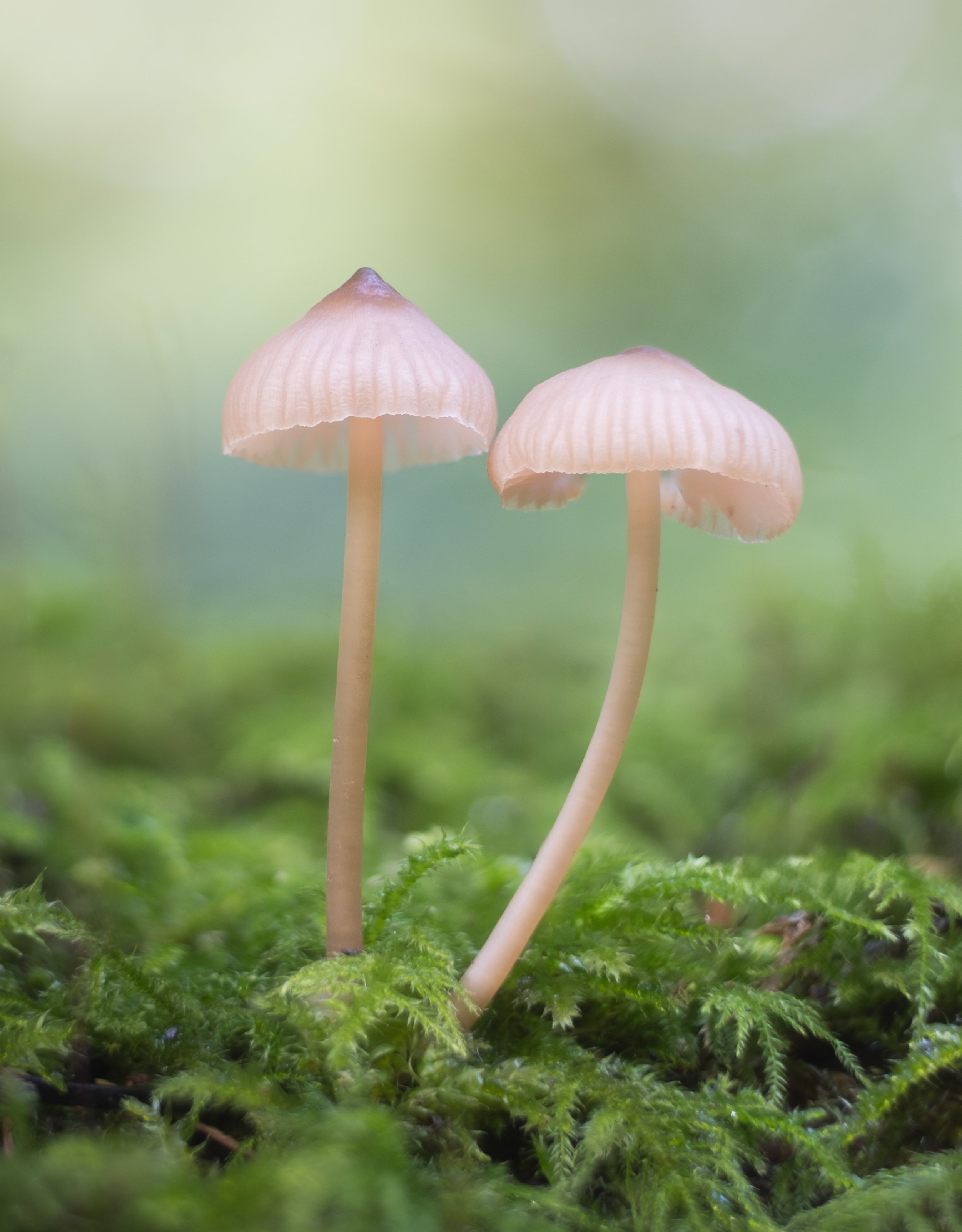 paddestoelen 20241012-1-Edit-Edit.jpg