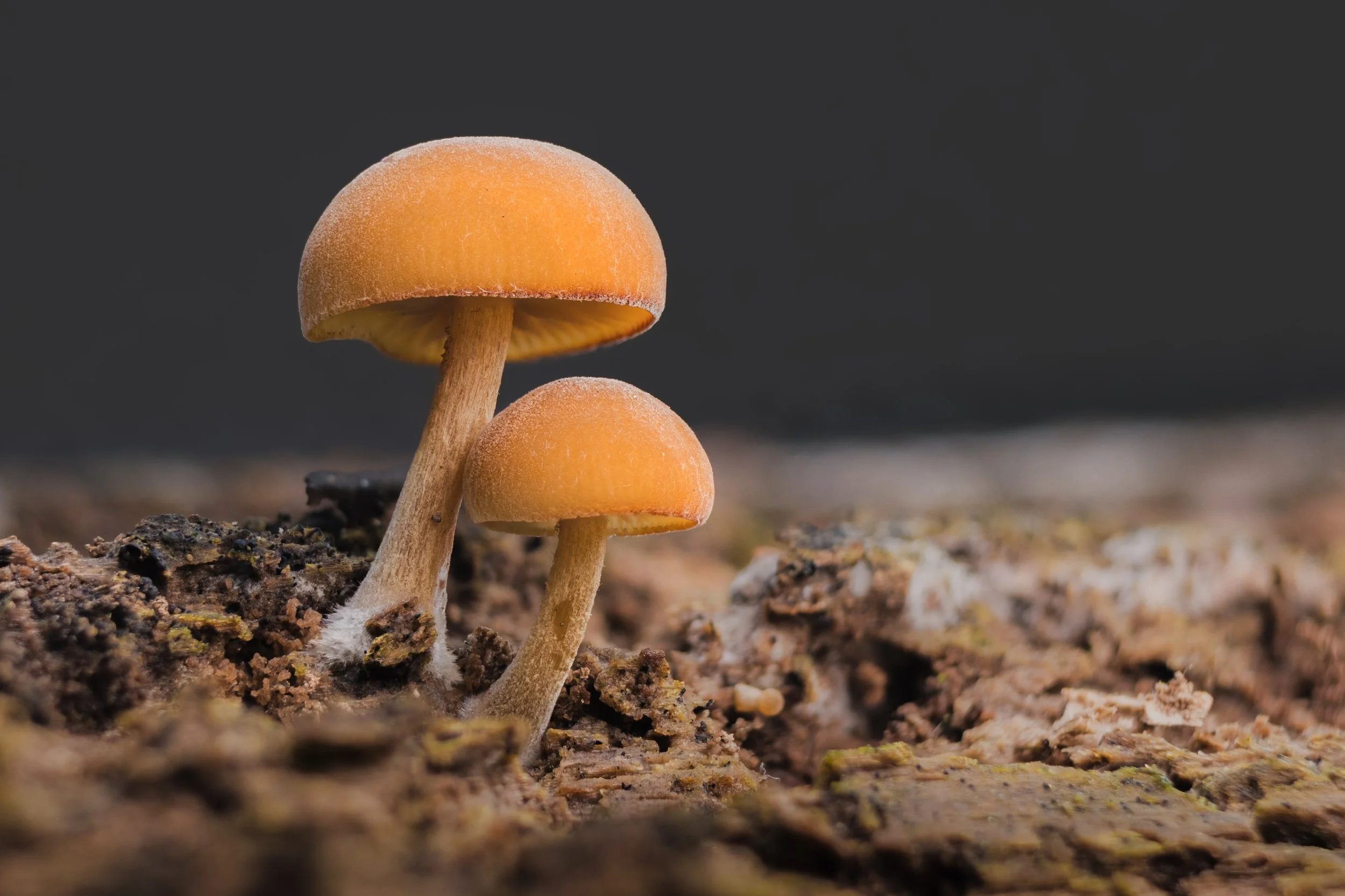 paddestoel-20250920-3-2.jpg