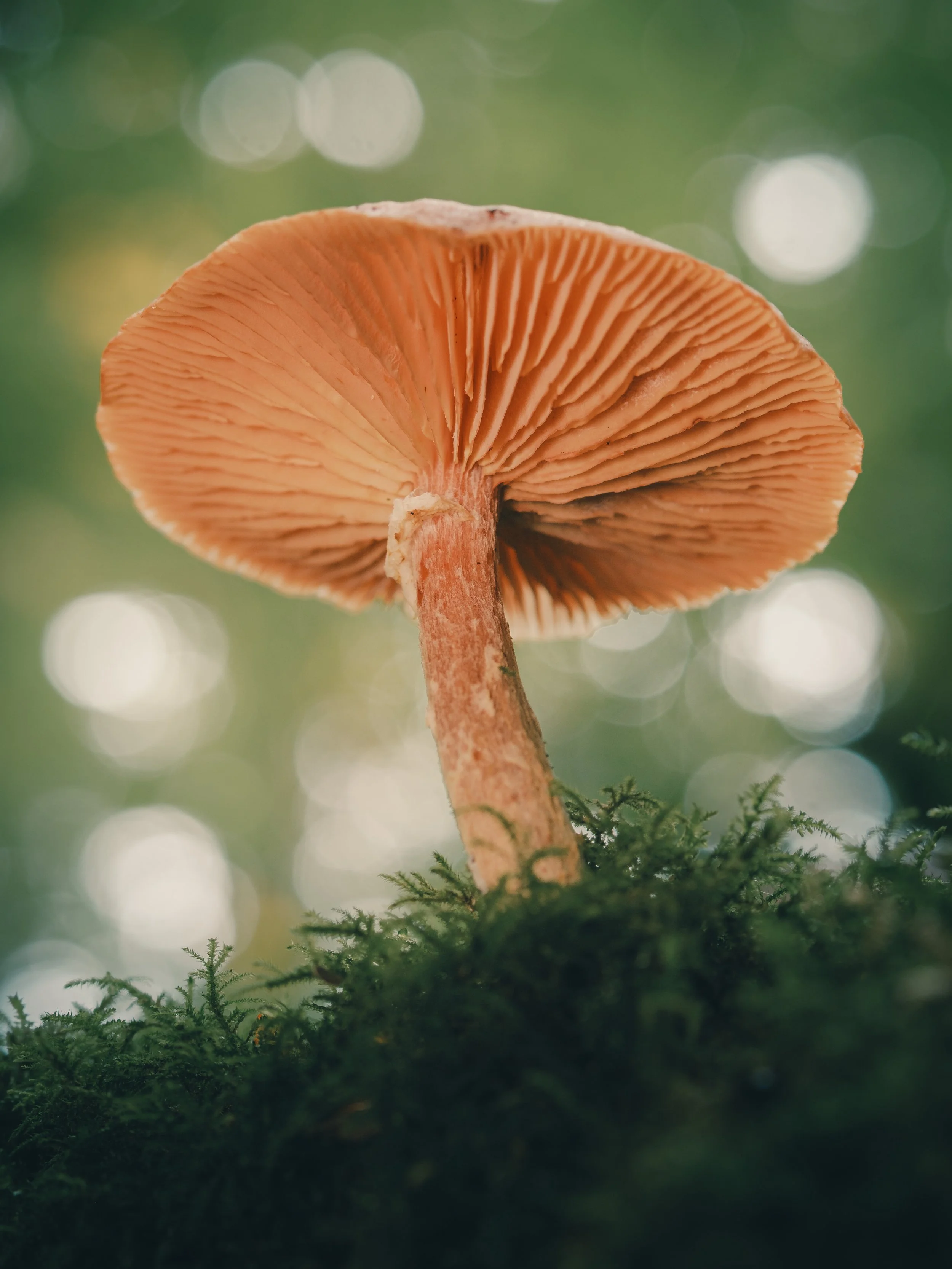 DSCF2605.jpg