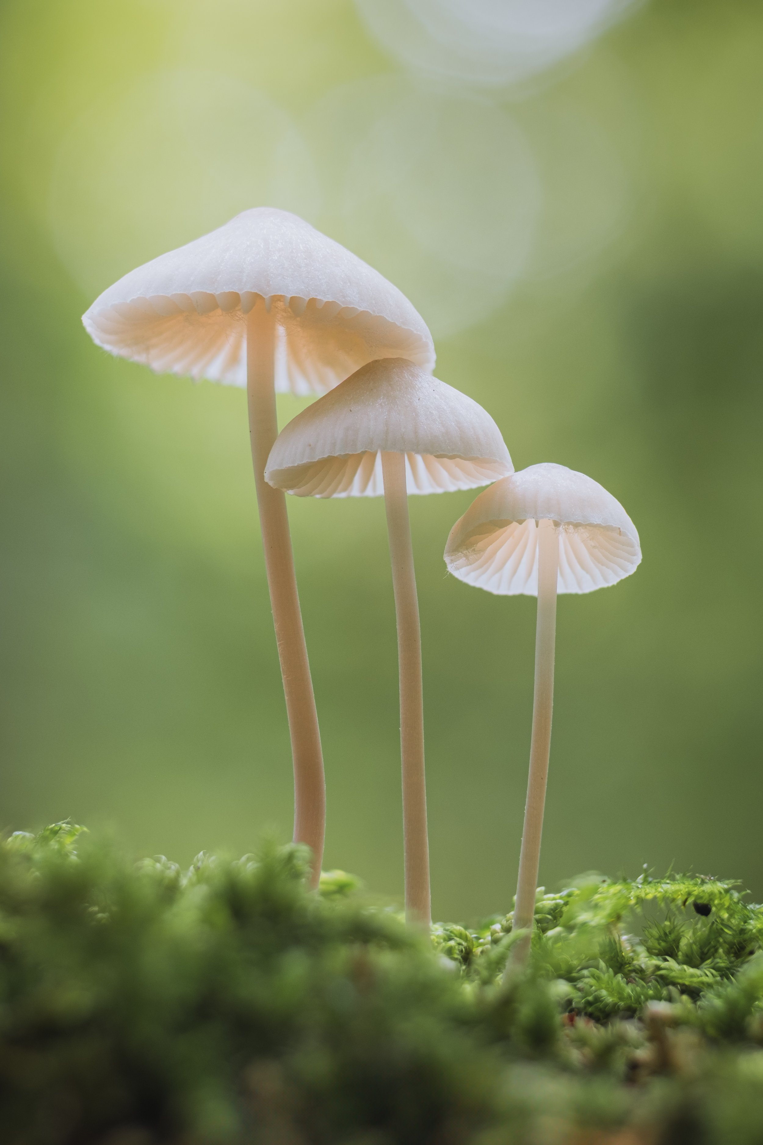 paddestoel-20251013-1b.jpg