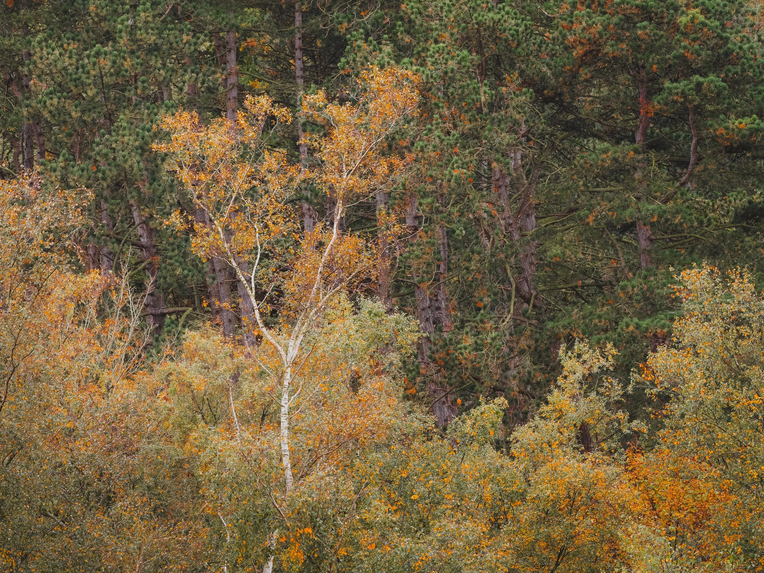 DSCF2783-RAF_DxO_DeepPRIME.jpg
