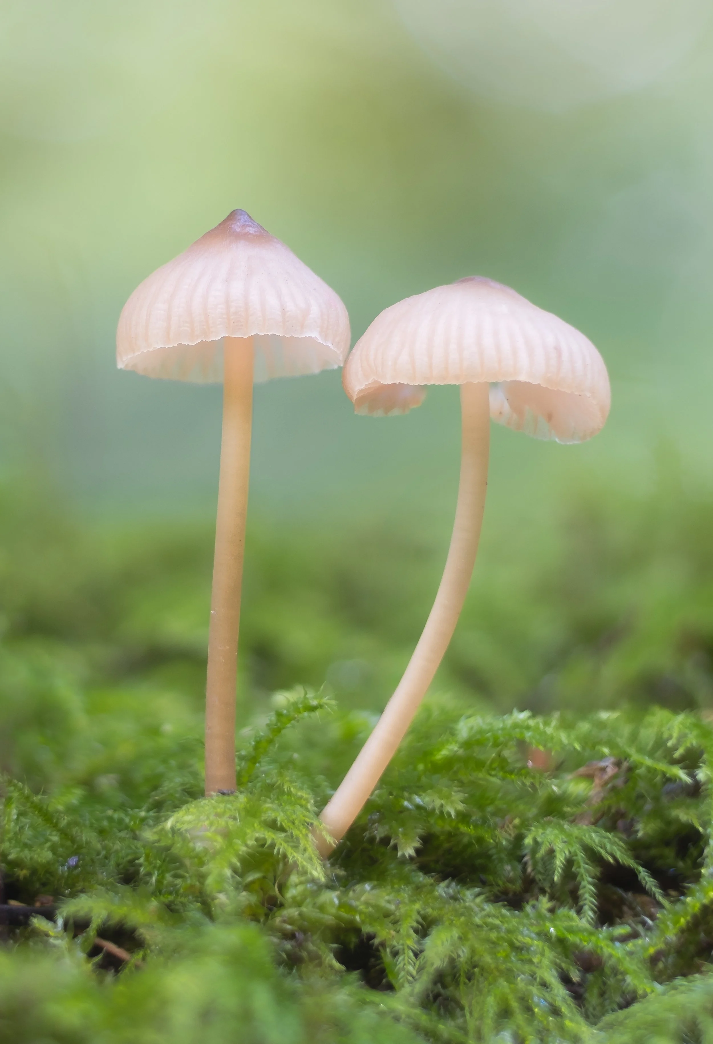 paddestoelen 20241012-1-Edit.jpg