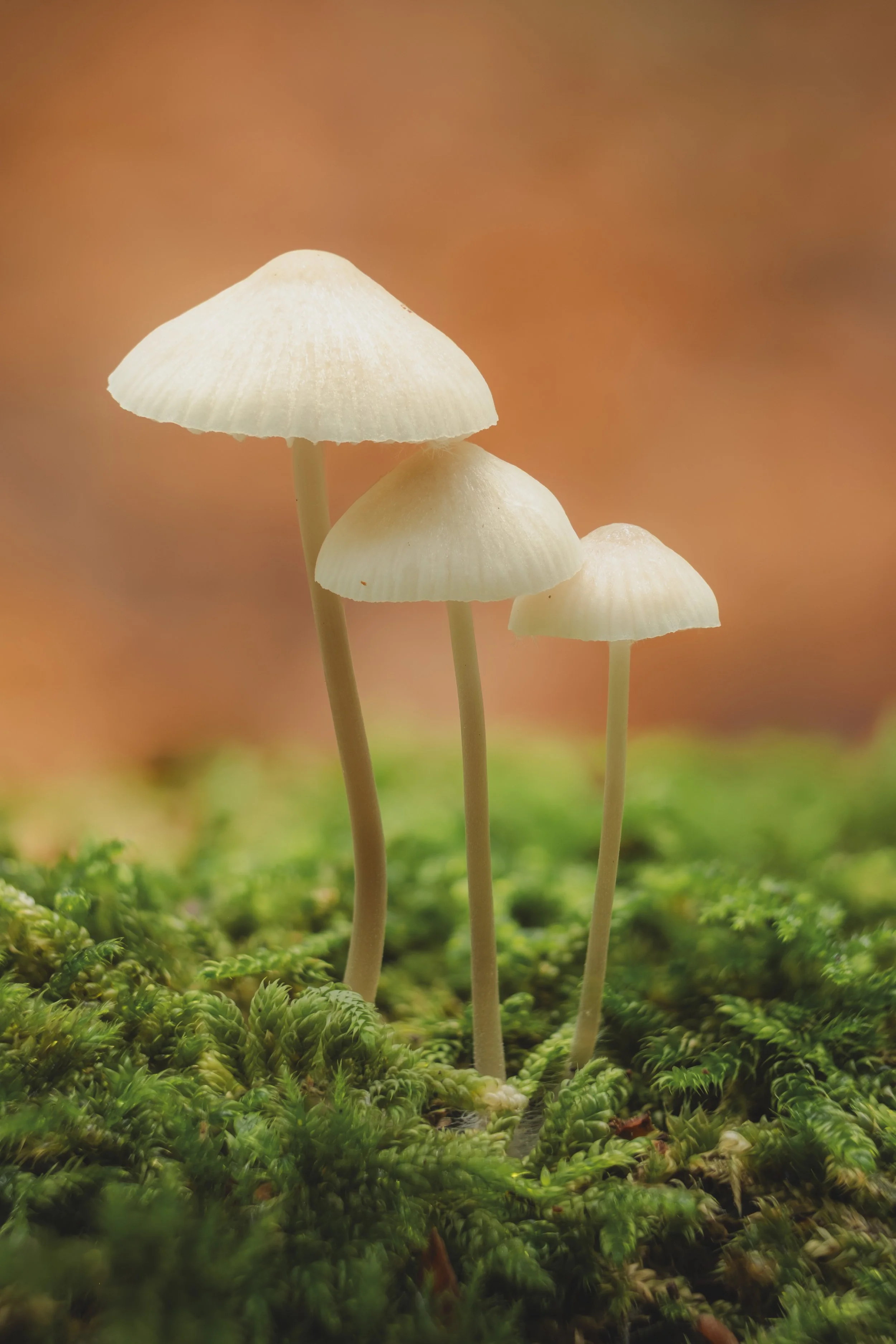 paddestoel-20251013-5a.jpg