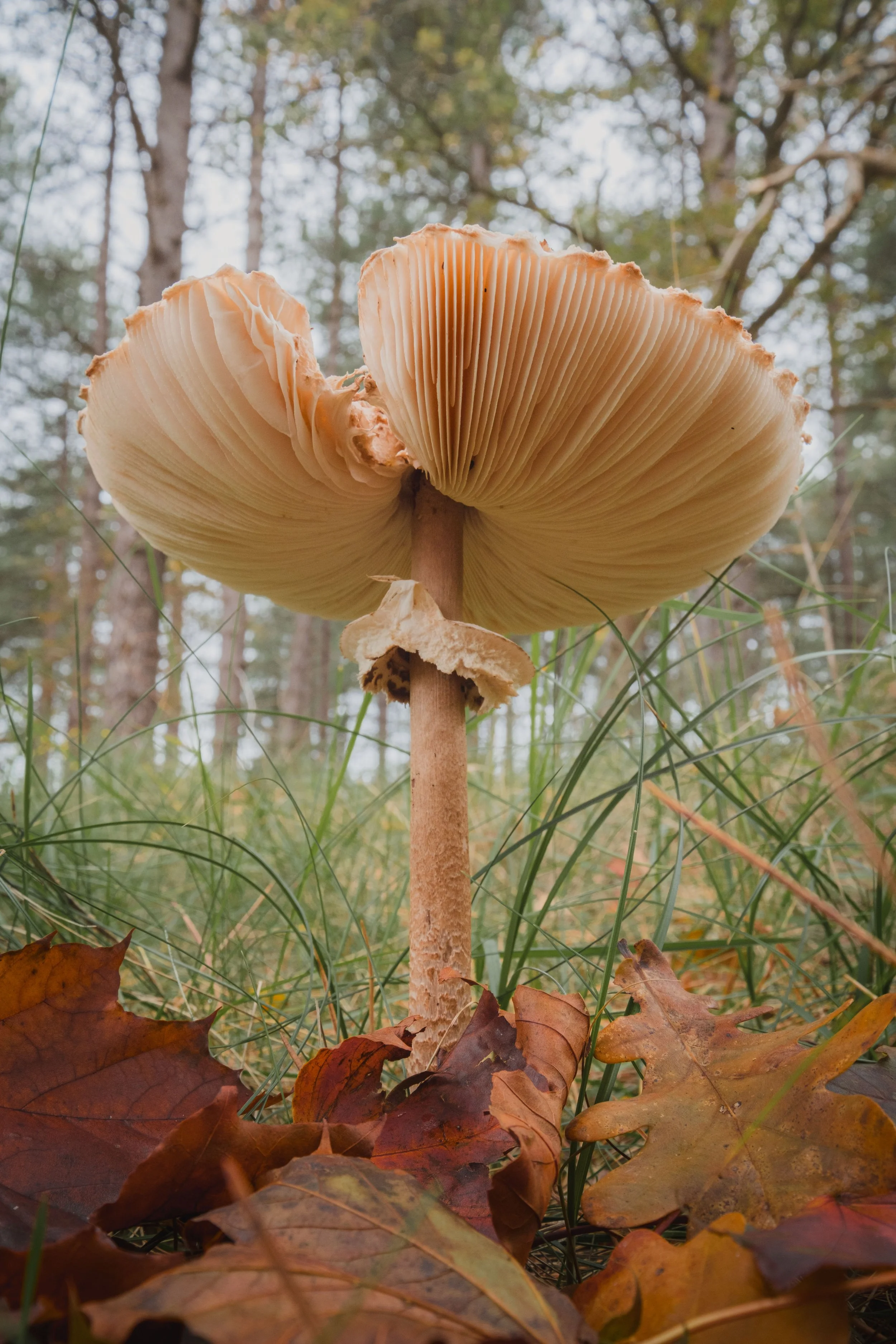 DSCF2768.jpg