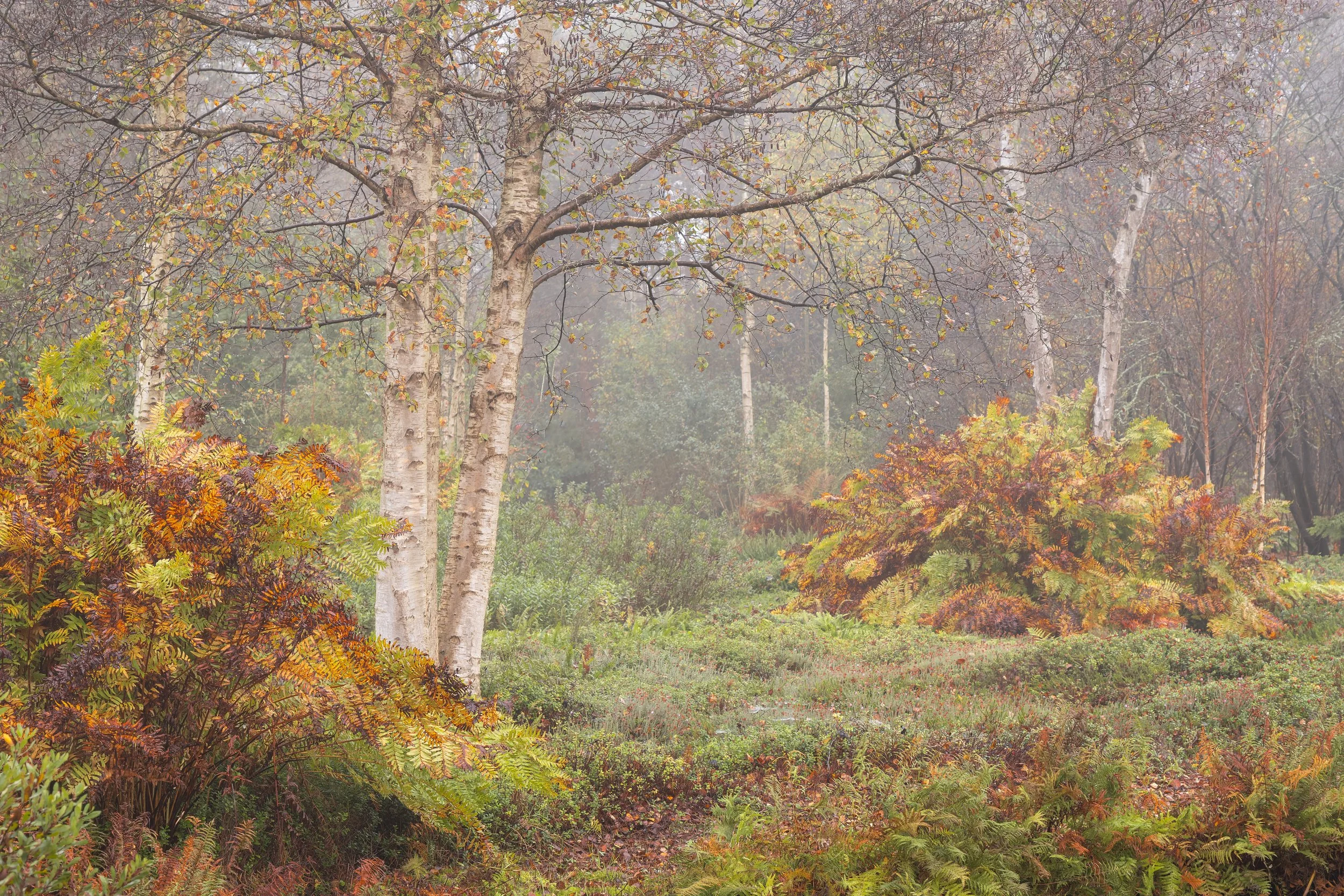 DSCF6744-RAF_DxO_DeepPRIME.jpg