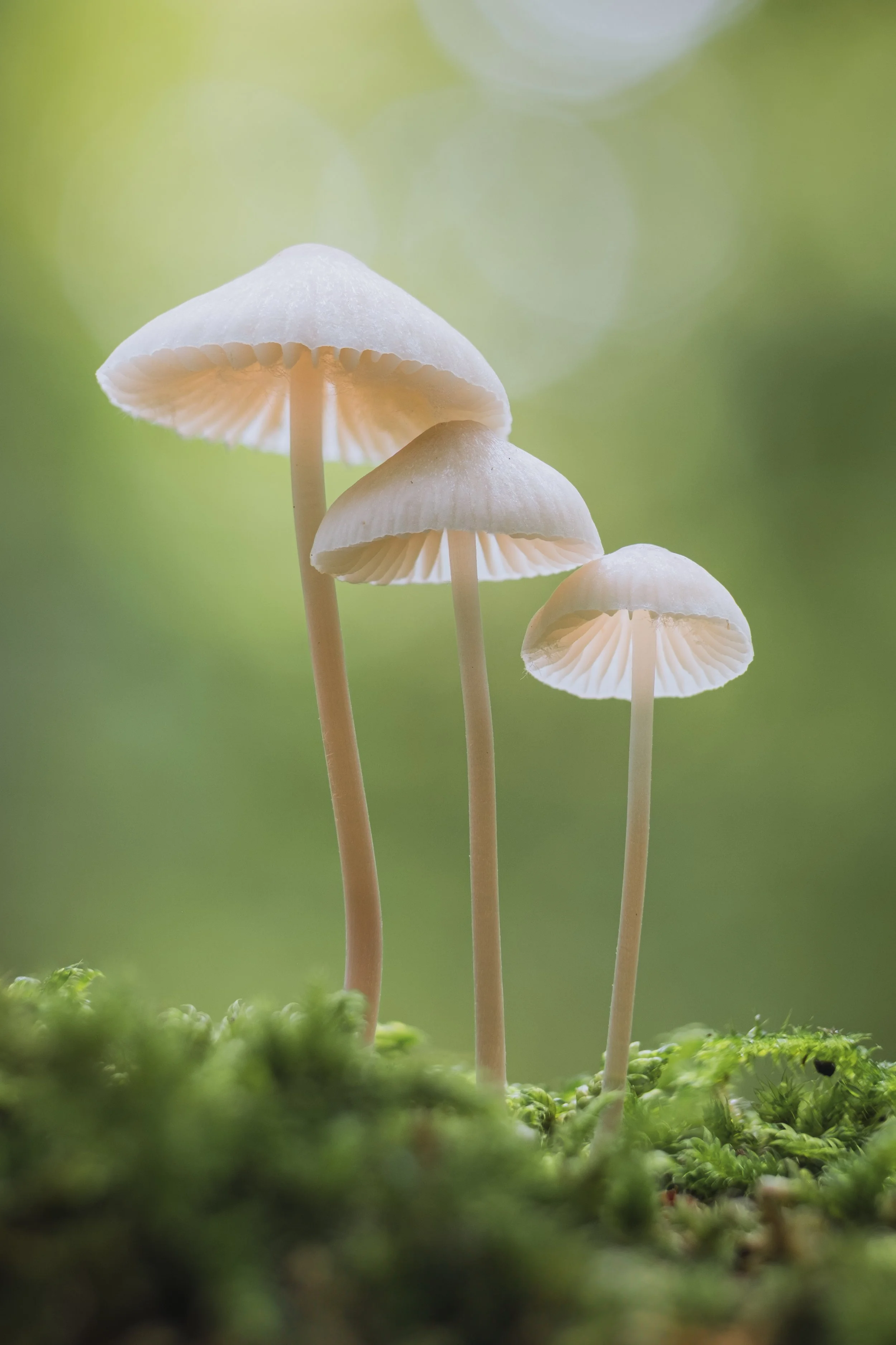 paddestoel-20251013-1b.jpg