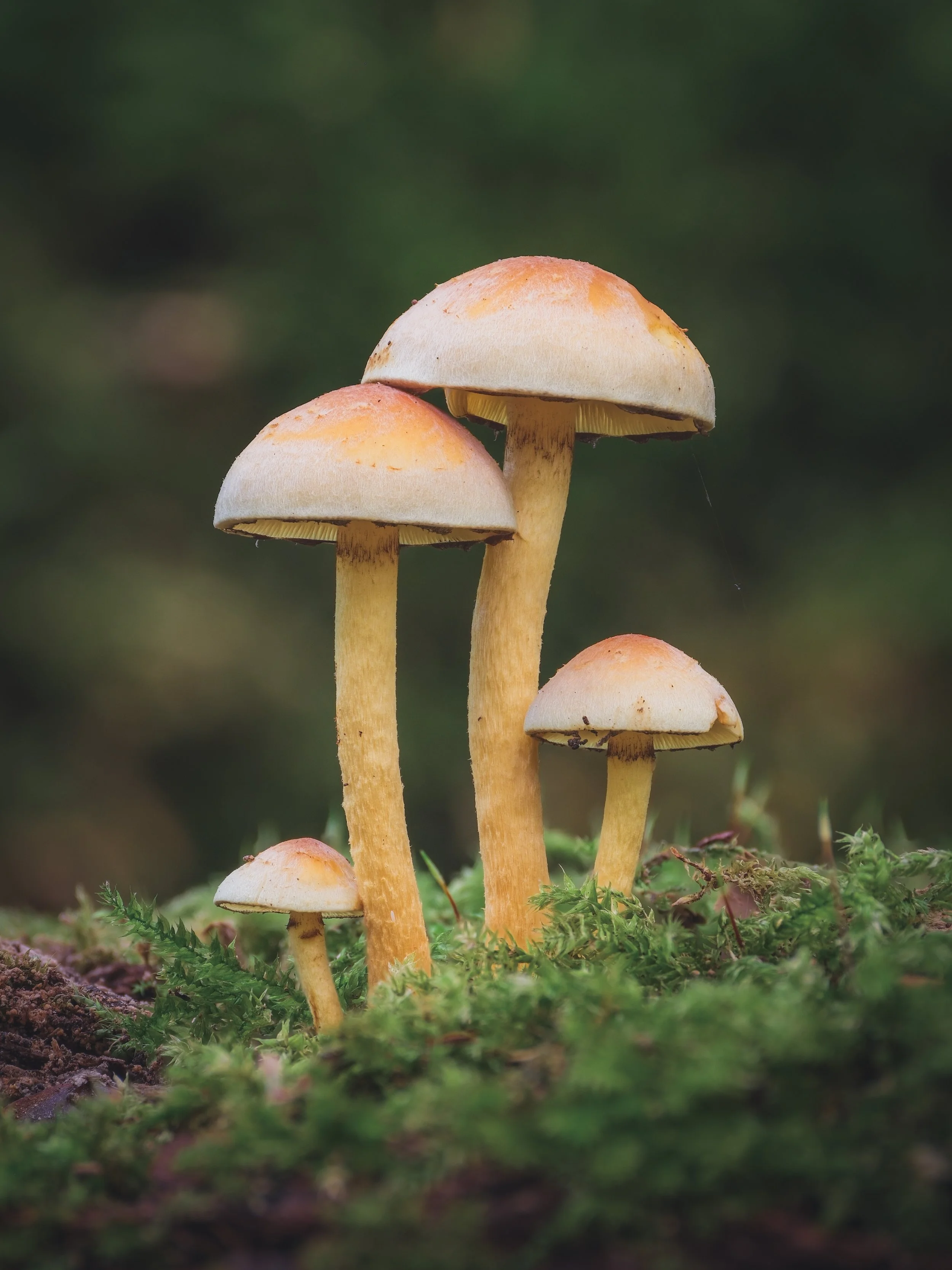 paddestoel-20260924-3a.jpg