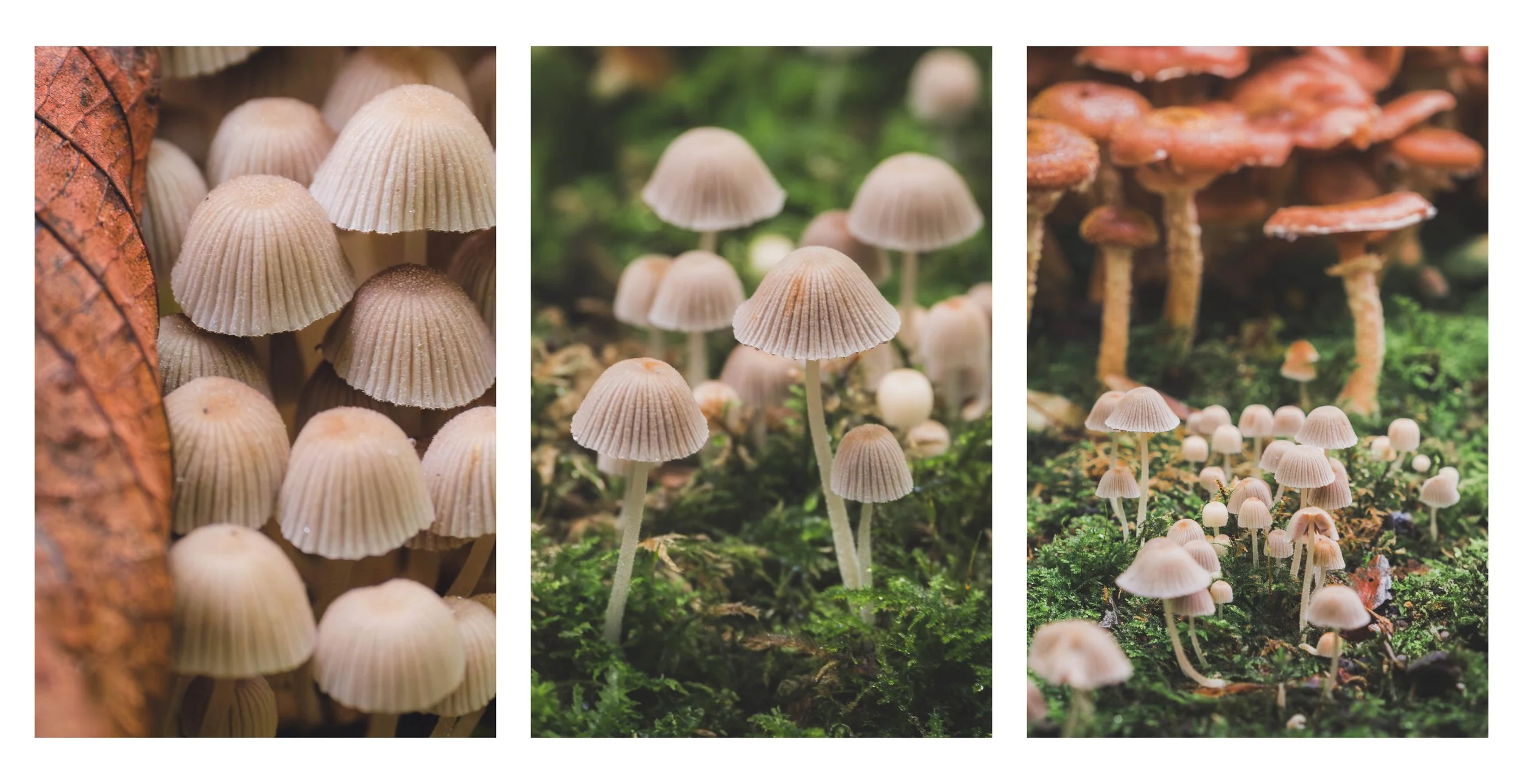 fungi triptych.jpg