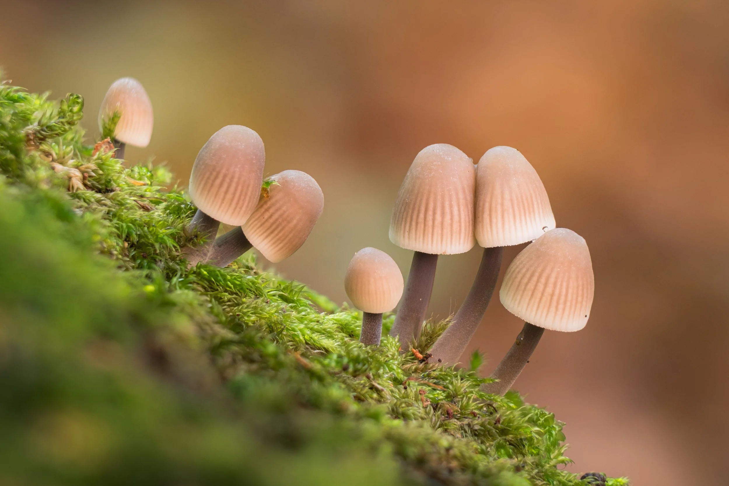 paddestoel-20251013-2a.jpg