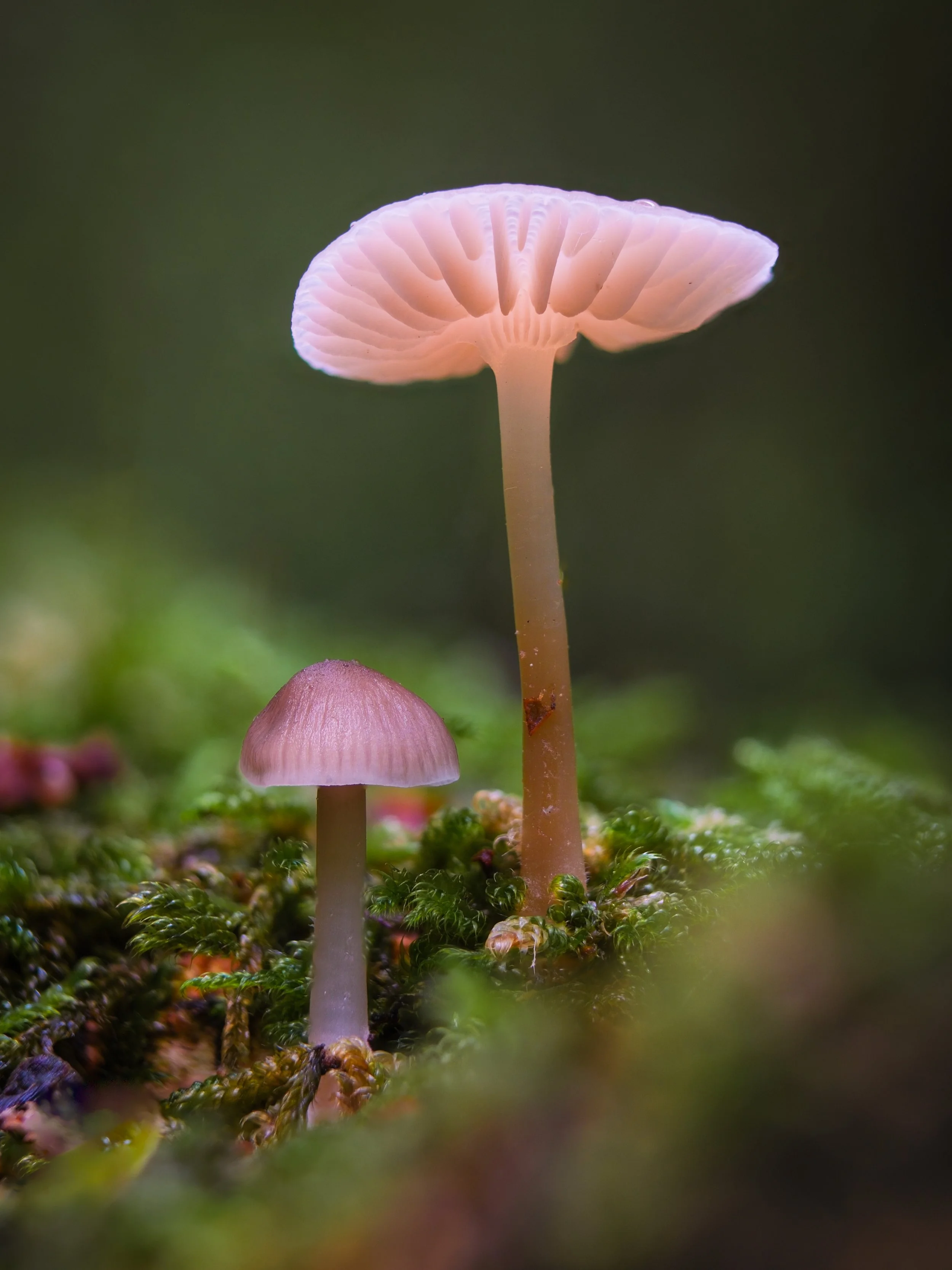 paddestoel-20250917-3-Edit-2.jpg