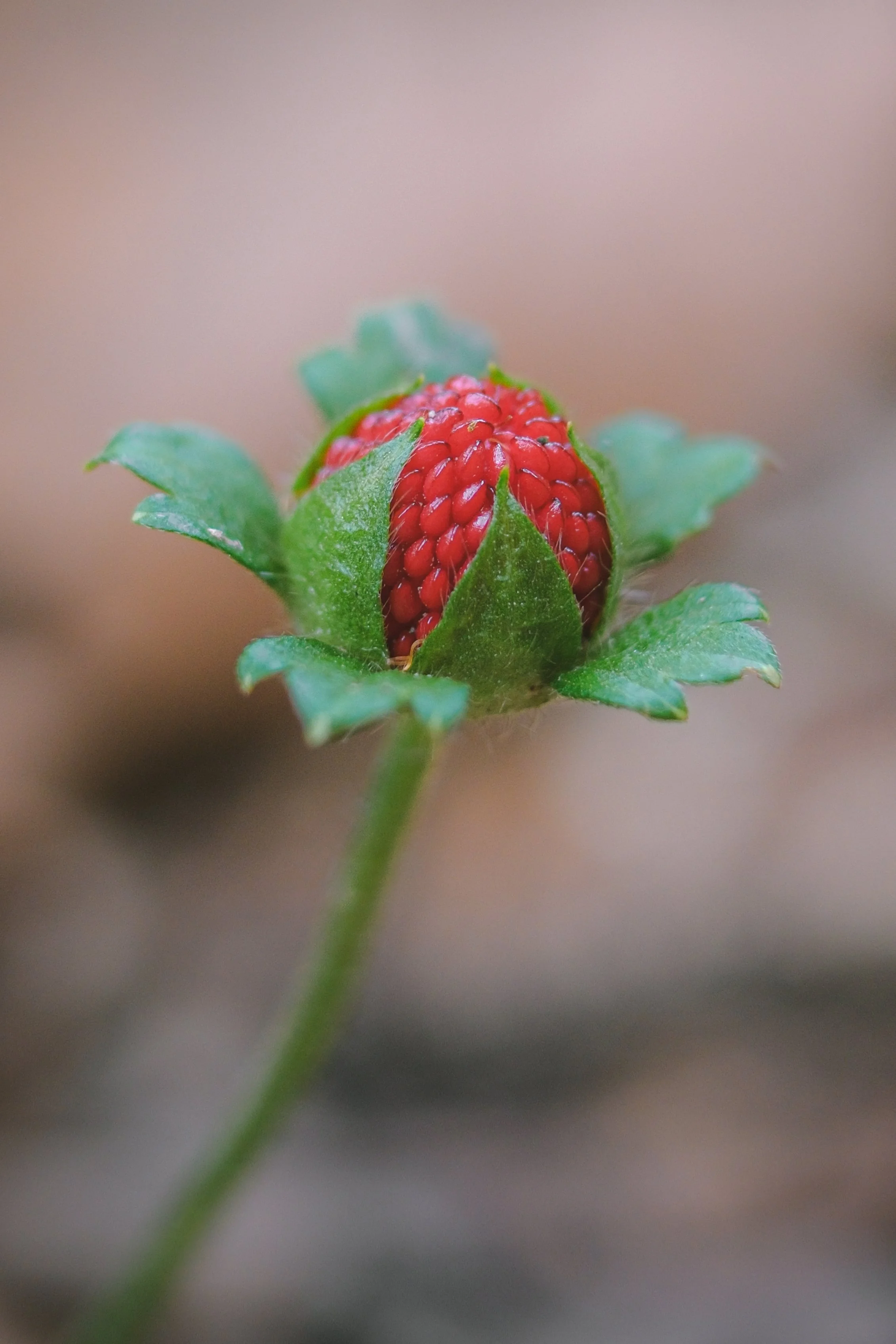 DSCF2093.jpg