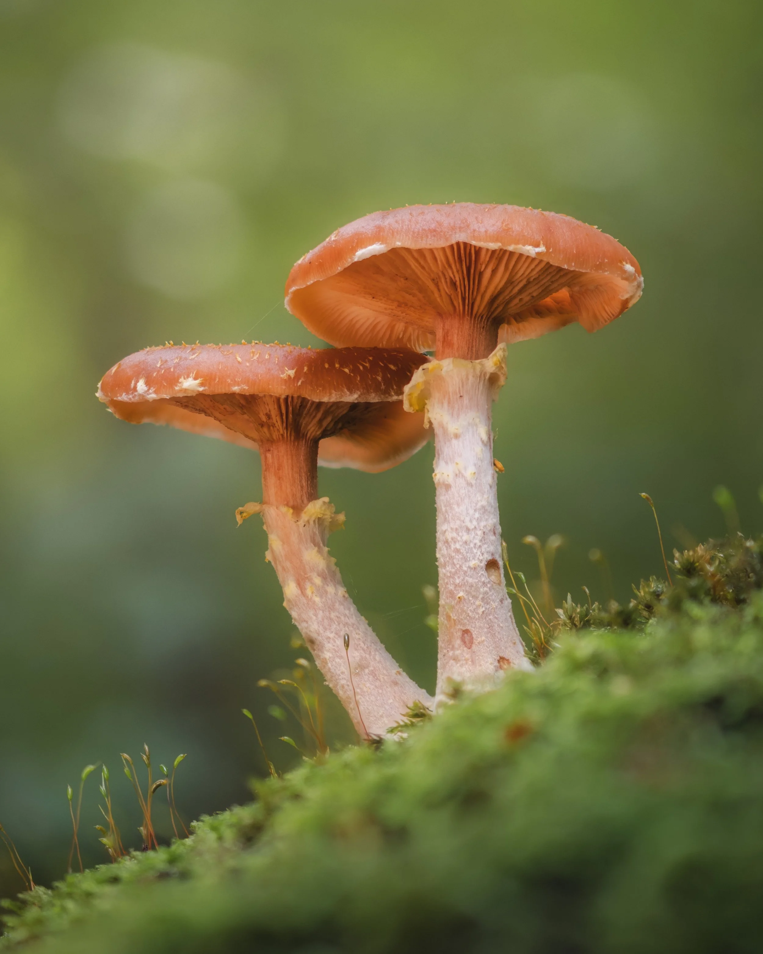 paddestoel-20251013-3a-Edit.jpg
