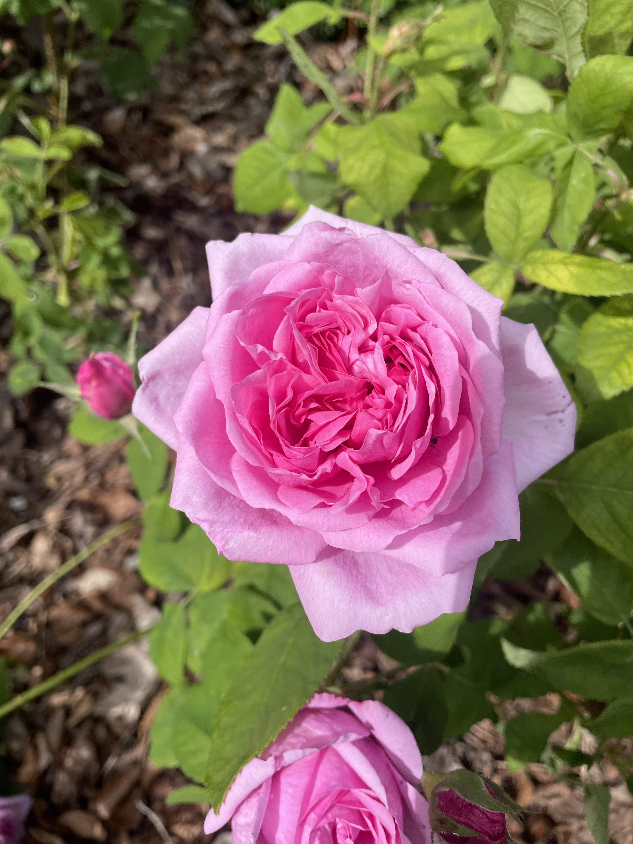 IMG_6176.jpeg