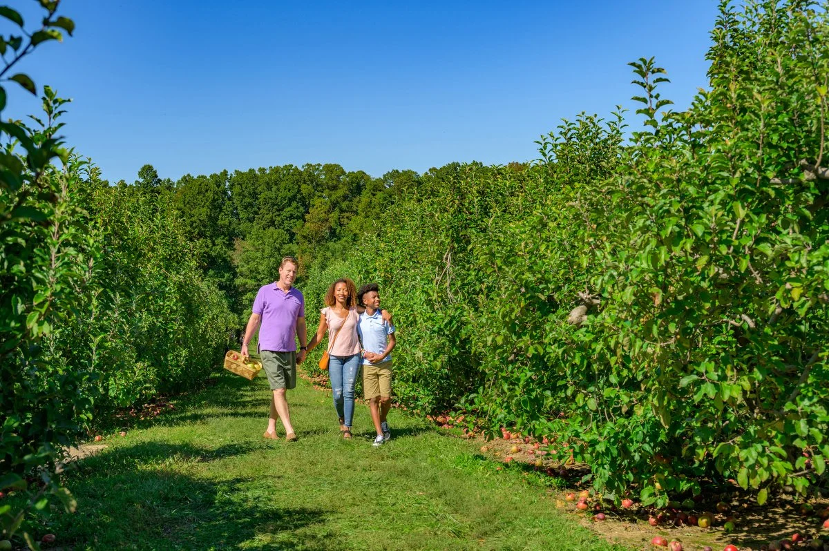Apple Orchards | Henderson County grows more apples than any other in North Carolina and is one of the top 20 apple-growing counties in the nation. Many are open to the public.