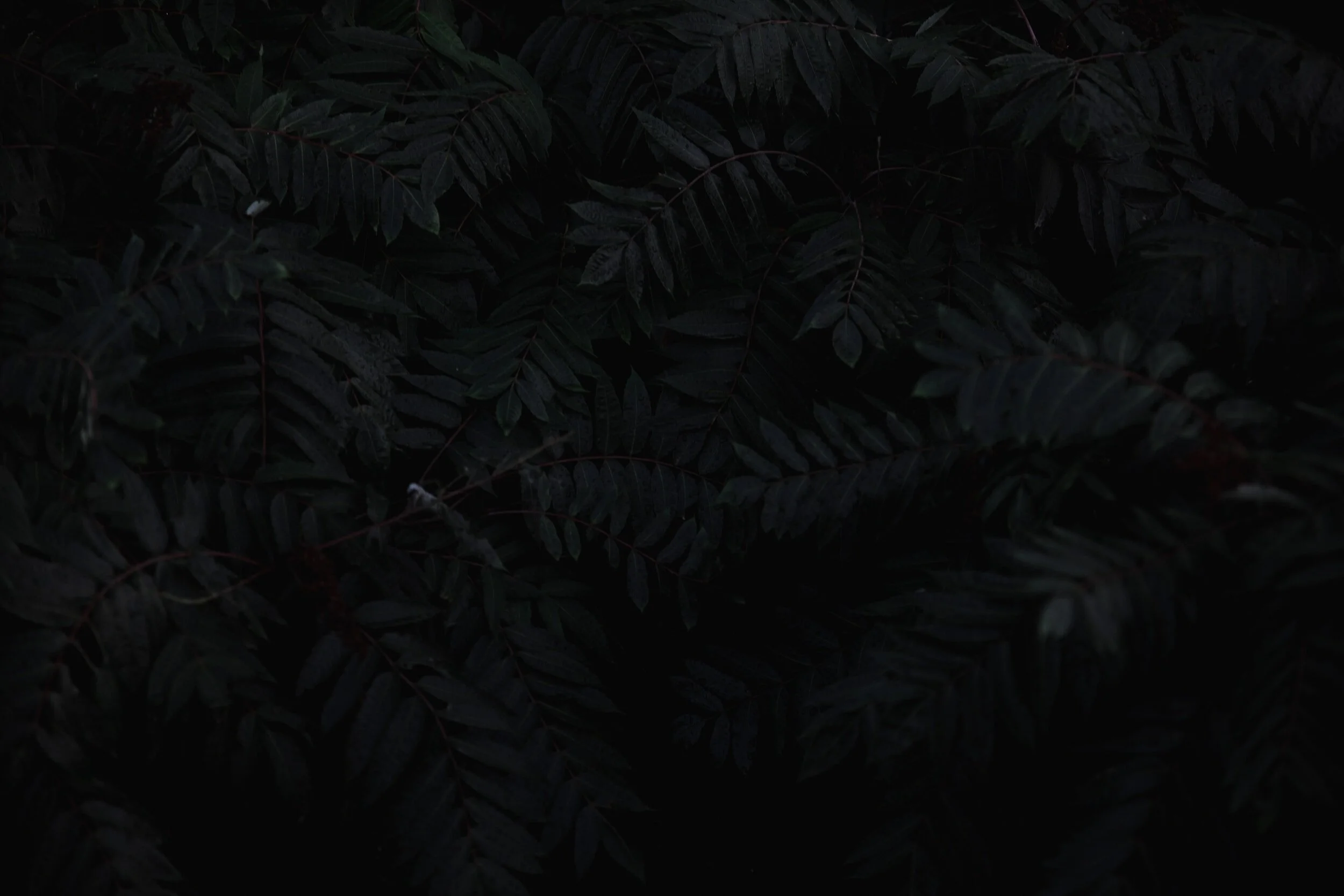 Dark green fern leaves overlapping each other
