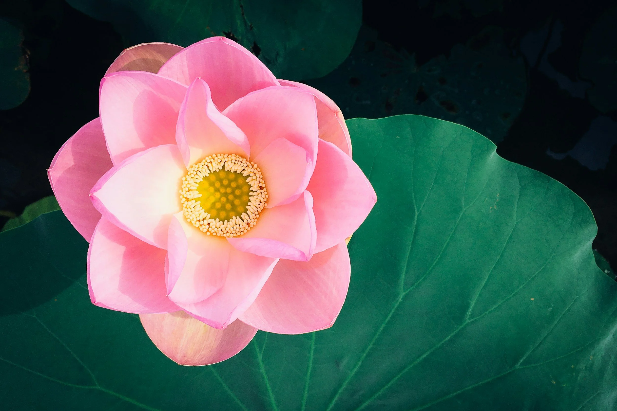 A pink lotus flower floating on dark water with large green leaves surrounding it.