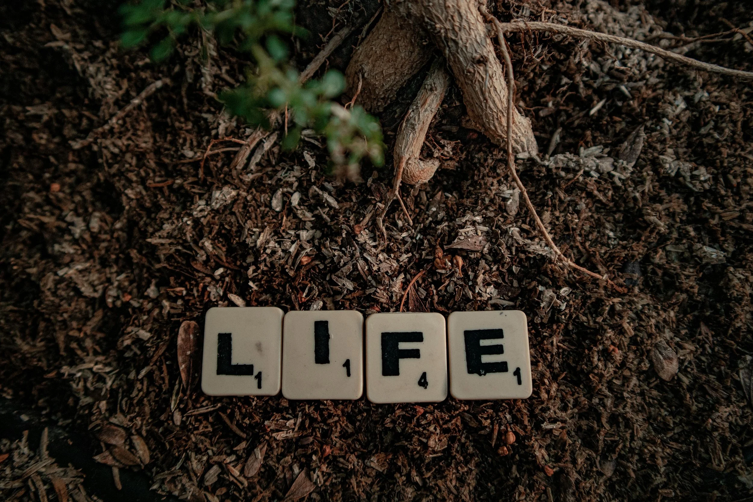 Close-up of a small green lizard on dark soil next to a white tile with black letters spelling 'LIFE' and the number '1'.