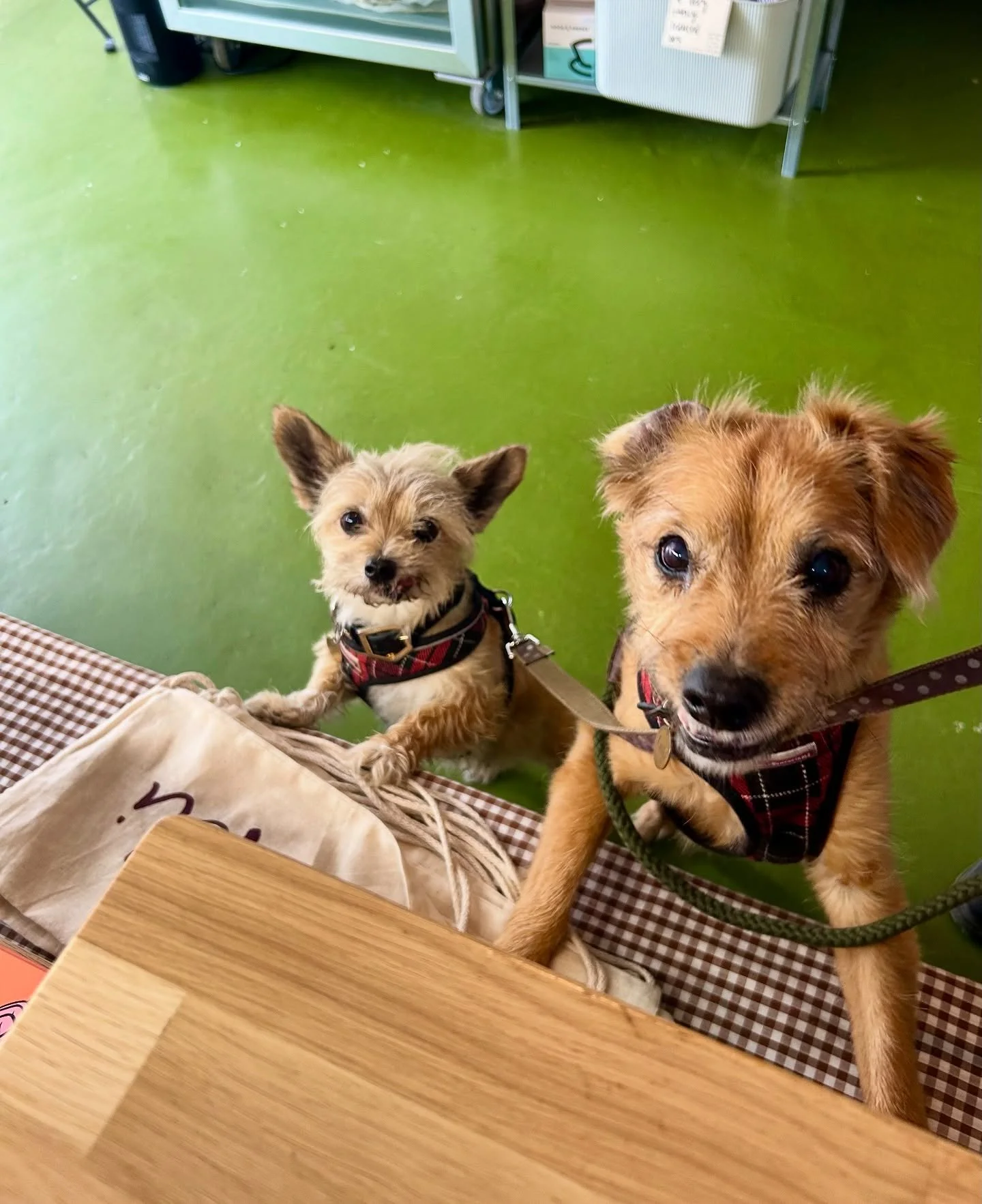 Two sweet boys to remind you that we&rsquo;re pup friendly &amp; also that it&rsquo;s Saturday so you should come to the deli for a little treat 

Here &lsquo;til 4! 🐾