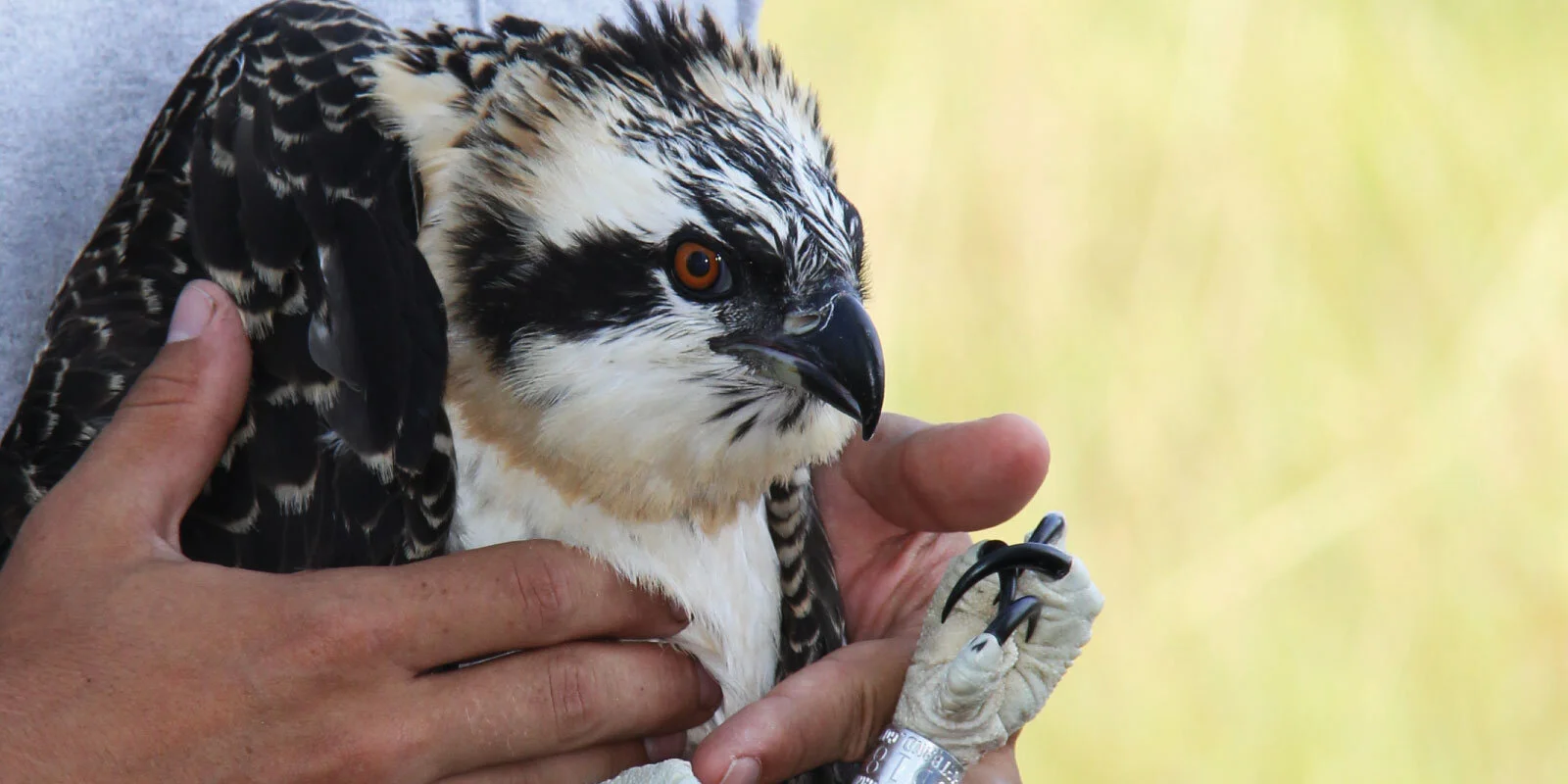 OspreyChick.jpg