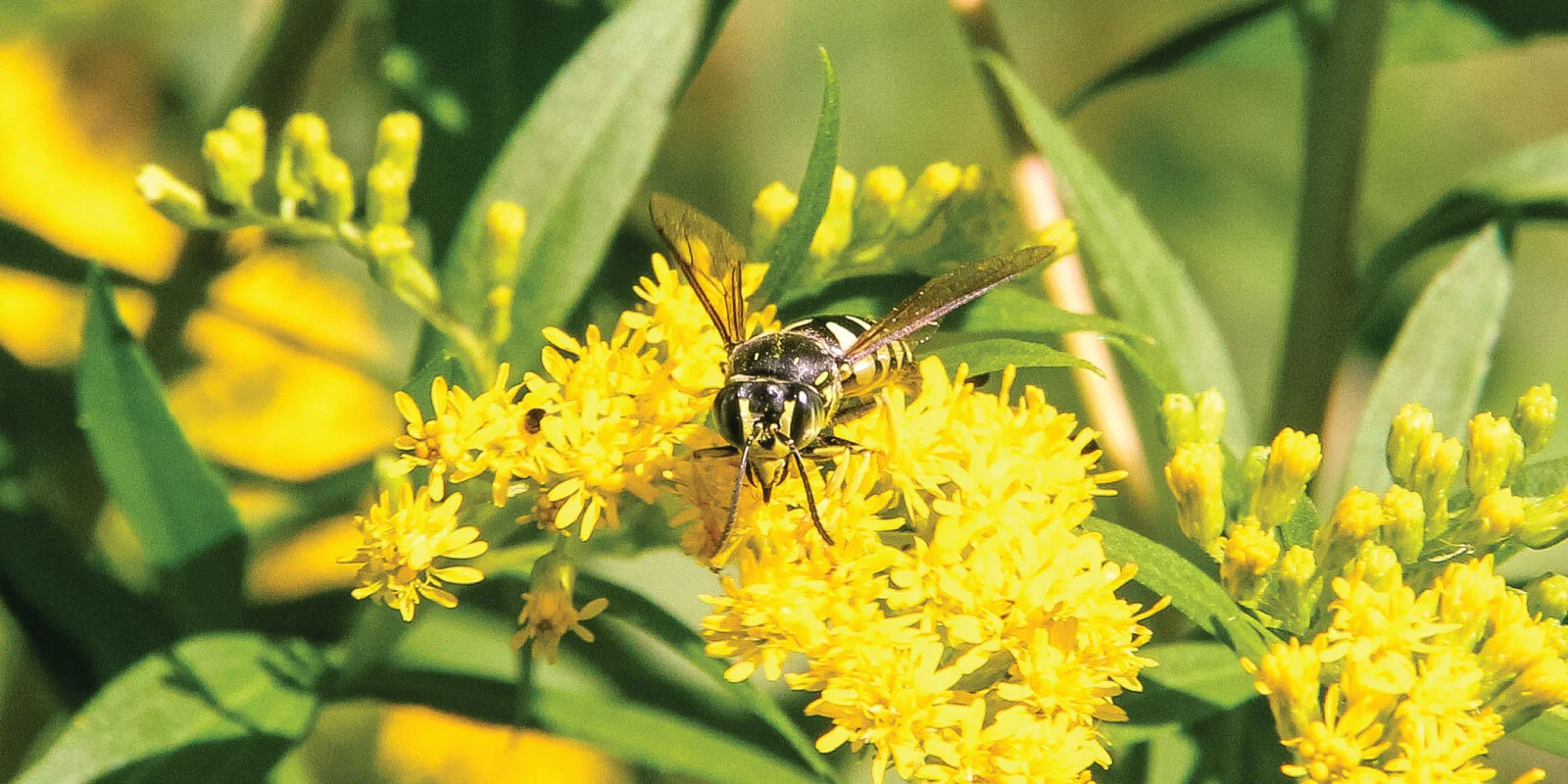 Bee.jpg