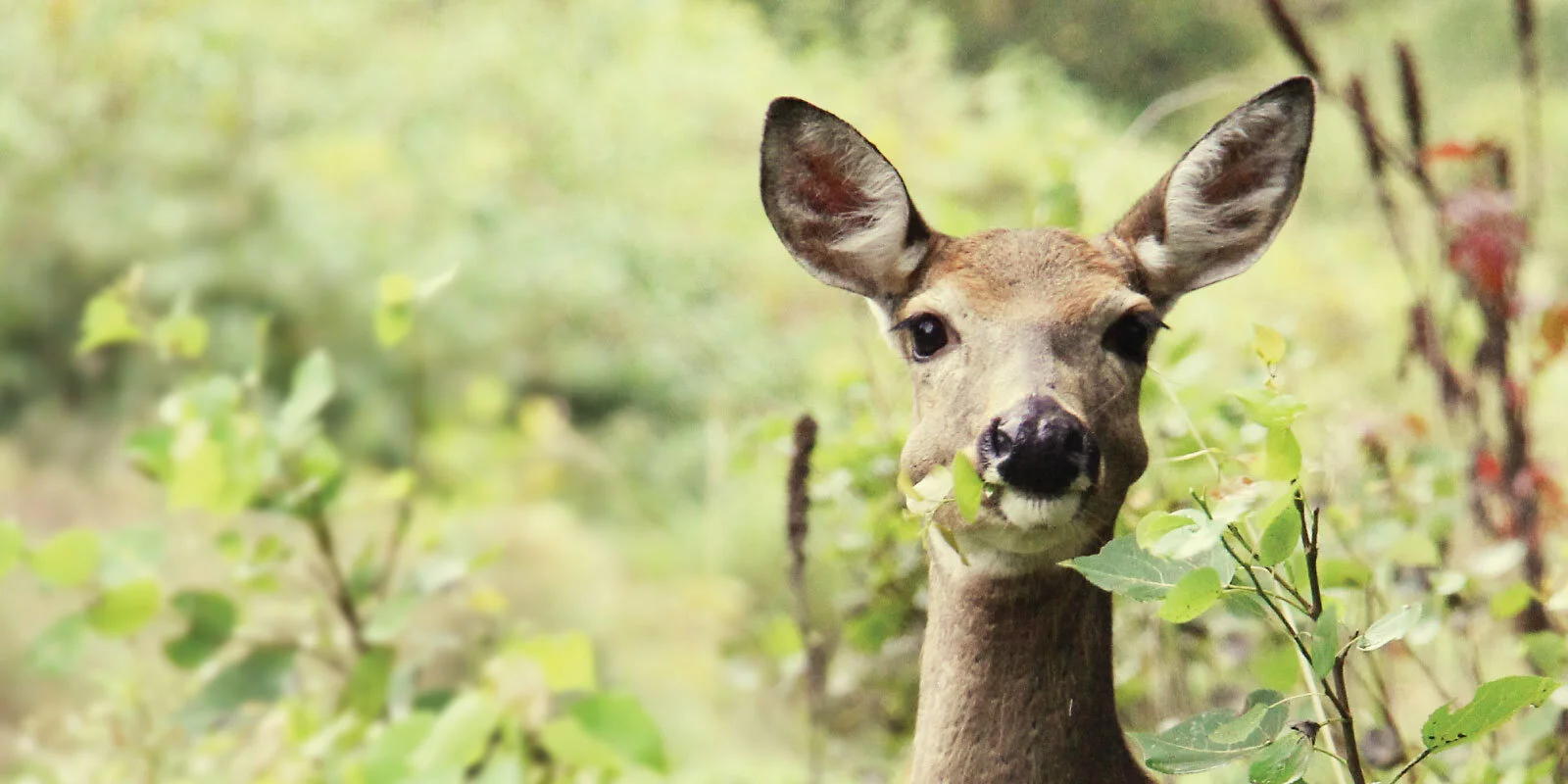 Deer.jpg