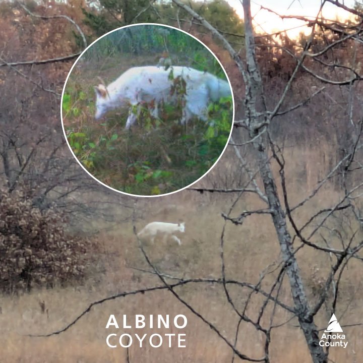 Hunters often enjoy seeing parts of the natural world that can only be noticed when camouflaged, still, and quiet. 

Multiple hunters, participating in the
Bunker Hills controlled archery hunt, were able to witness a rare albino coyote in its daily w