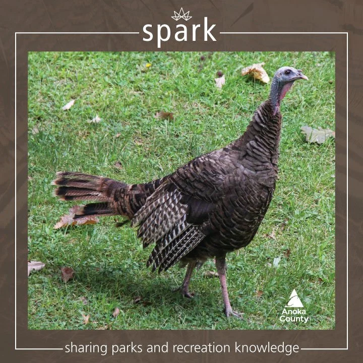When most people think about wild turkeys, they imagine them strutting around on the ground, but these birds are surprisingly agile and fast. 

Wild turkeys can run up to 25 mph and they can fly up to 55 mph. Yes, they can fly. They use their powerfu