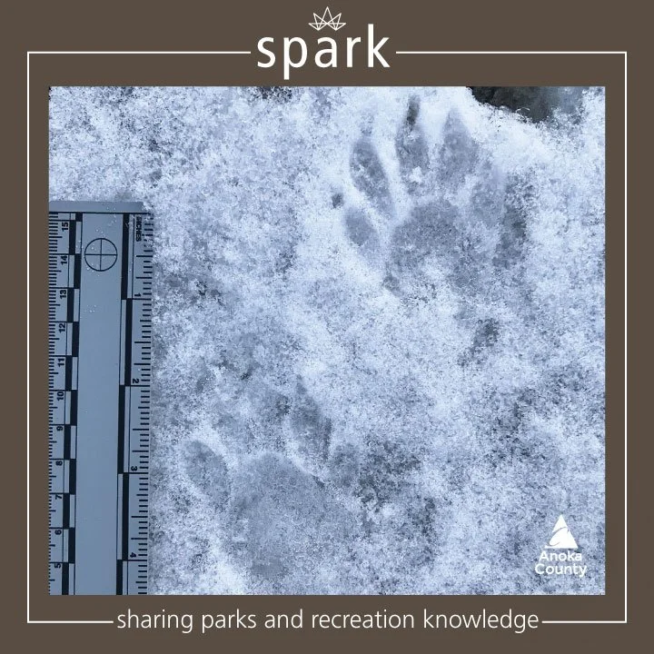 With snow comes the perfect opportunity to find and identify winter wildlife tracks. 

When identifying tracks, it&rsquo;s important to consider multiple factors such as location, season, and track details. Key details to observe include the pattern,