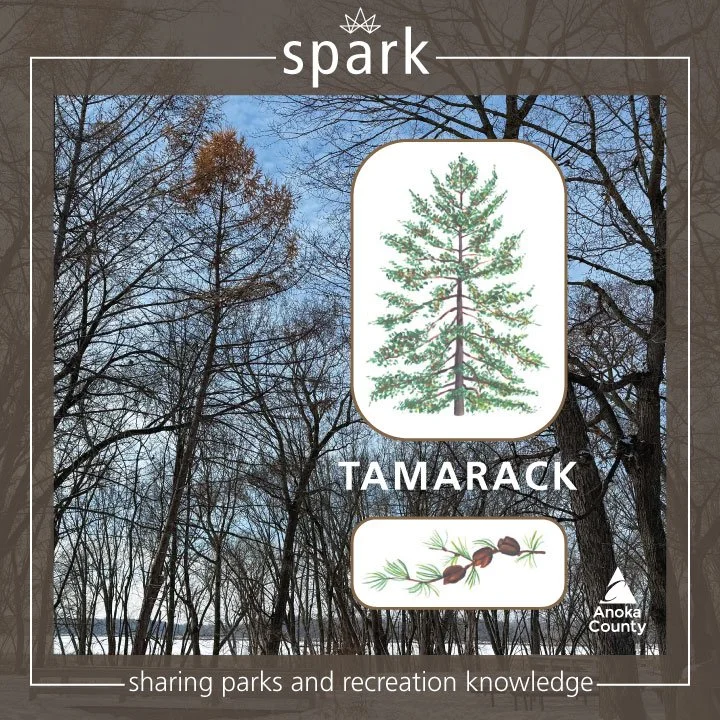 You&rsquo;ve likely heard most coniferous trees referred to as evergreens, but did you know Minnesota is home to a deciduous conifer tree species? 🤔

🌳 Deciduous trees shed their leaves annually, which describes all of Minnesota&rsquo;s broad-leafe