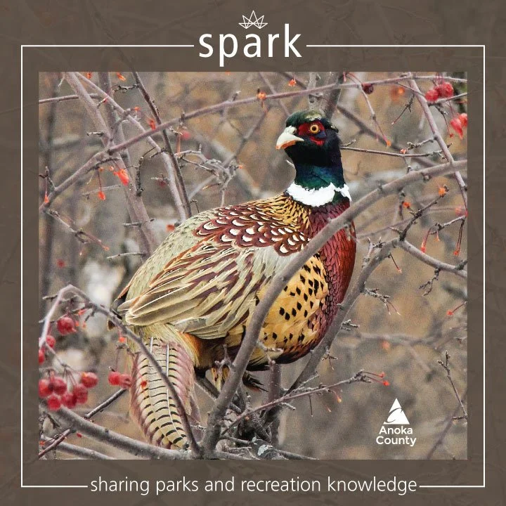 One of Minnesota&rsquo;s most prized game birds is the ring-necked pheasant, originally introduced from China and released in the state in 1916.

Males, known as roosters, are strikingly colorful with reddish-orange body feathers, a dark green head, 