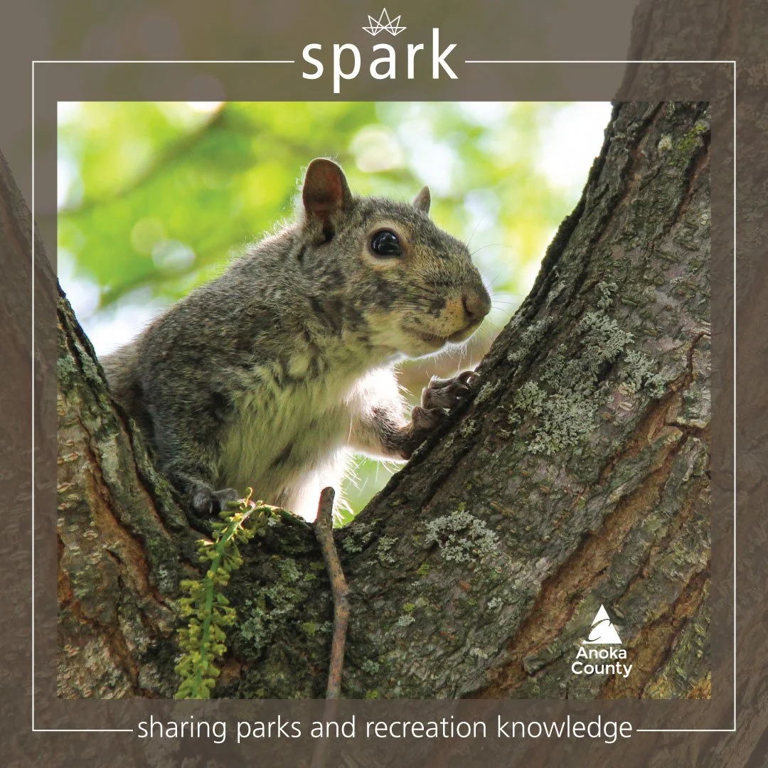 You see them all the time and sometimes they&rsquo;re pesky, but squirrels are clever critters that can also make you laugh. 

They deceptively dig holes and bury nothing to trick potential thieves from taking their food. Though, they&rsquo;re not ab