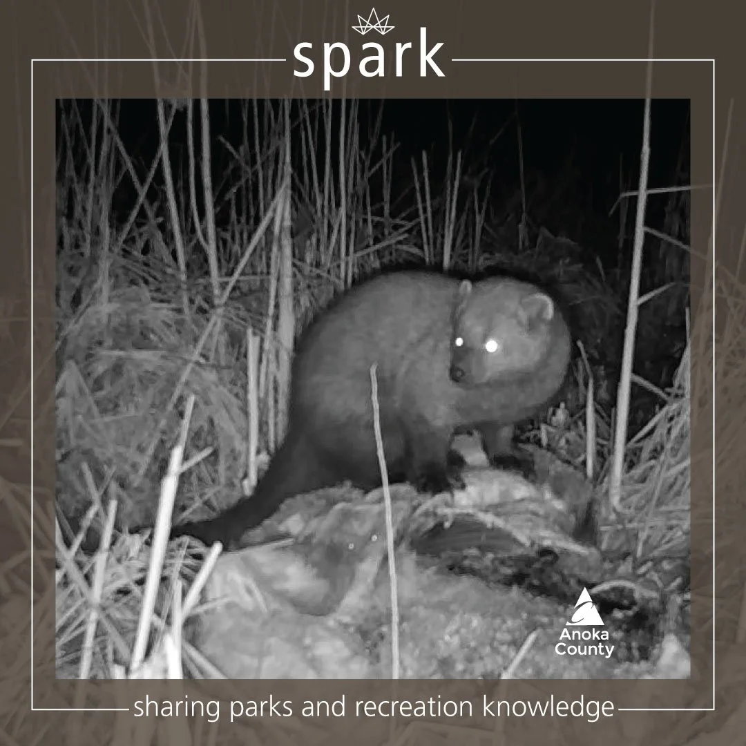 Fishers (Pekania pennanti) are medium-sized members of the weasel family. Despite their name, they do not readily feed on fish or spend time in the water. They are mostly found on land and primarily eat hares, rabbits, squirrels, and porcupines. 

Al