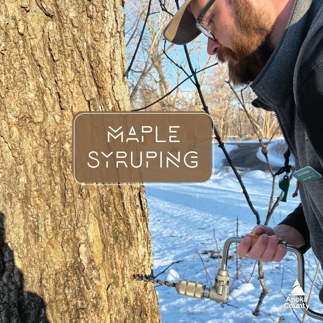 🍁🎉 It&rsquo;s time for maple syruping! Wargo Nature Center staff took advantage of the warm days and freezing nights earlier in February to start tapping maple trees.

❤️🥞 If you love maple syrup, then you won&rsquo;t want to miss the FREE Maple S