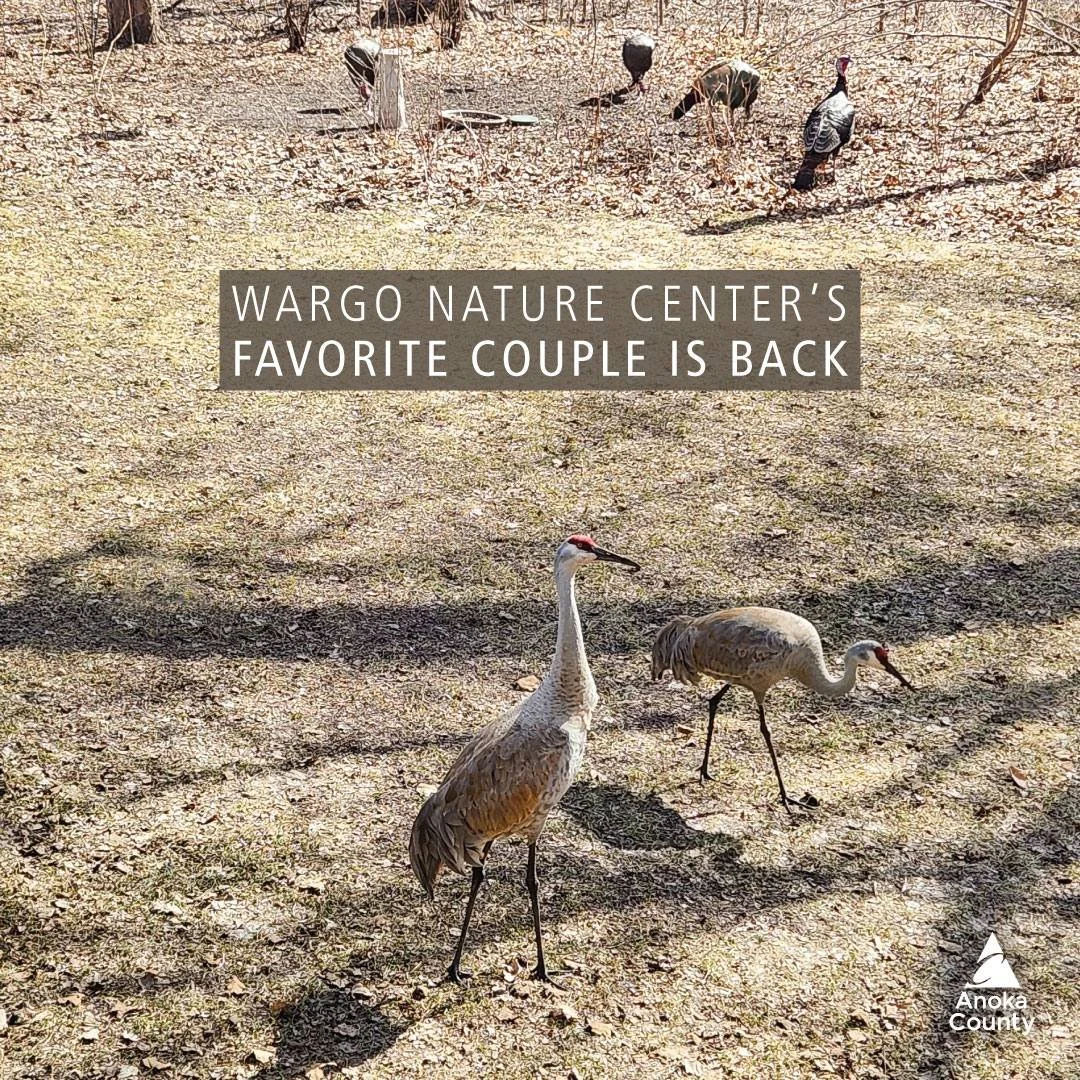 It&rsquo;s official! Wargo Nature Center&rsquo;s most popular pair has returned to their summer home after a long winter vacation. 

We can&rsquo;t wait to catch glimpses of these bonded pair of sandhill cranes hanging around. A colt or two should be